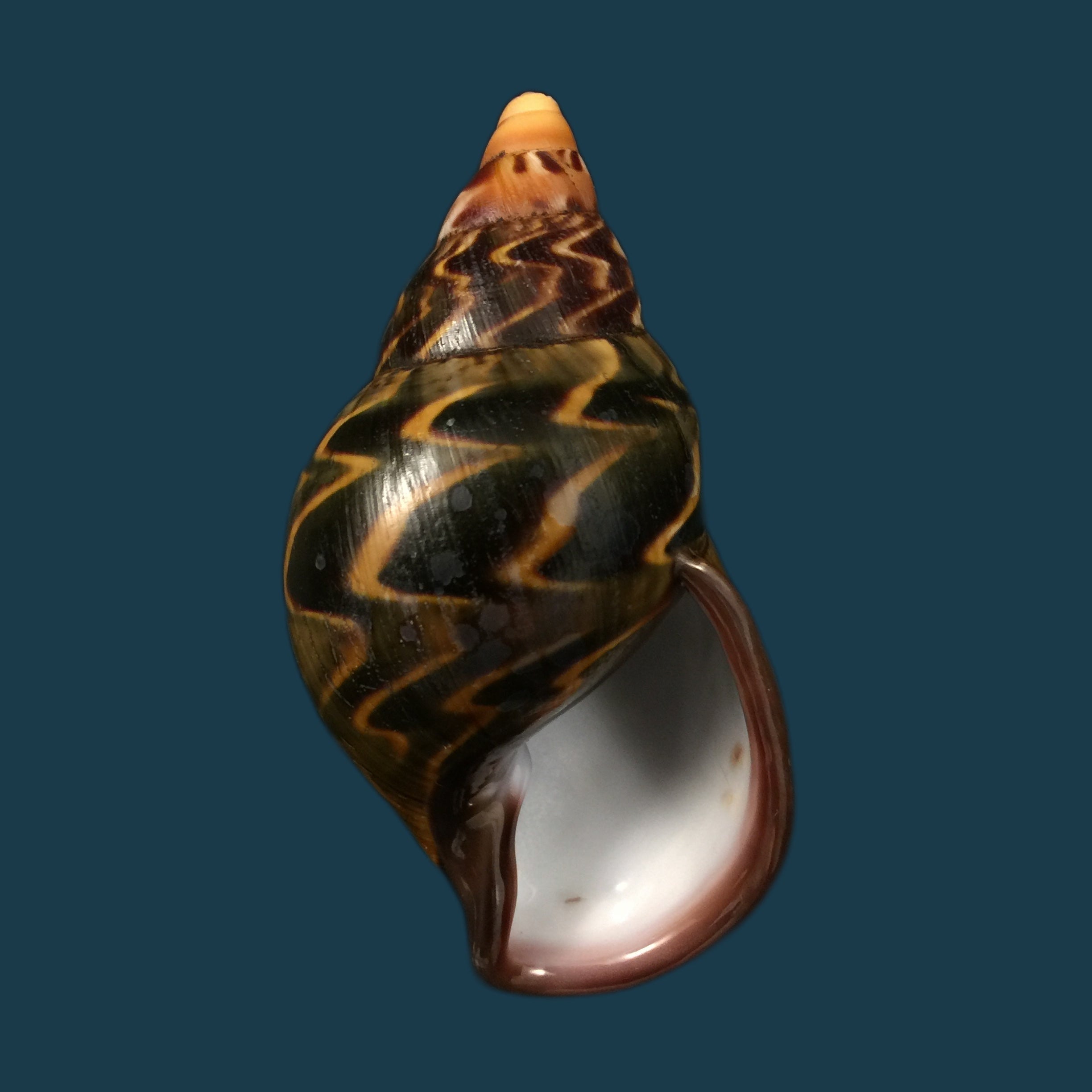 Sultana yatesi Pfeiffer,1855 - 73,1mm