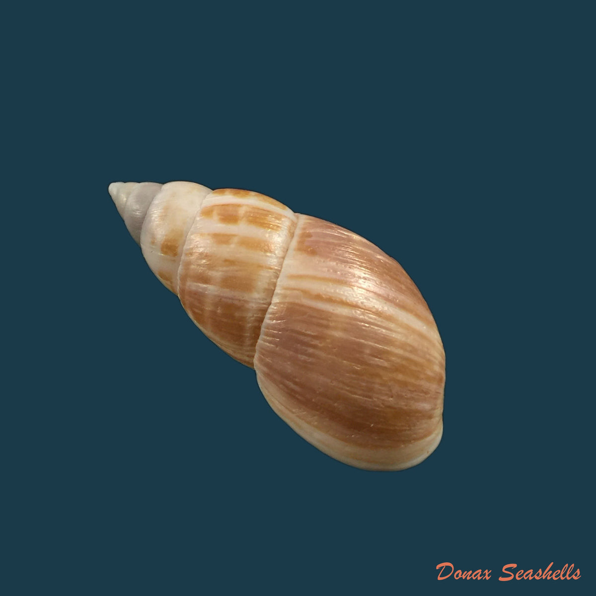 copia-de-sultana-yatesi-pfeiffer-1855-76-9mm