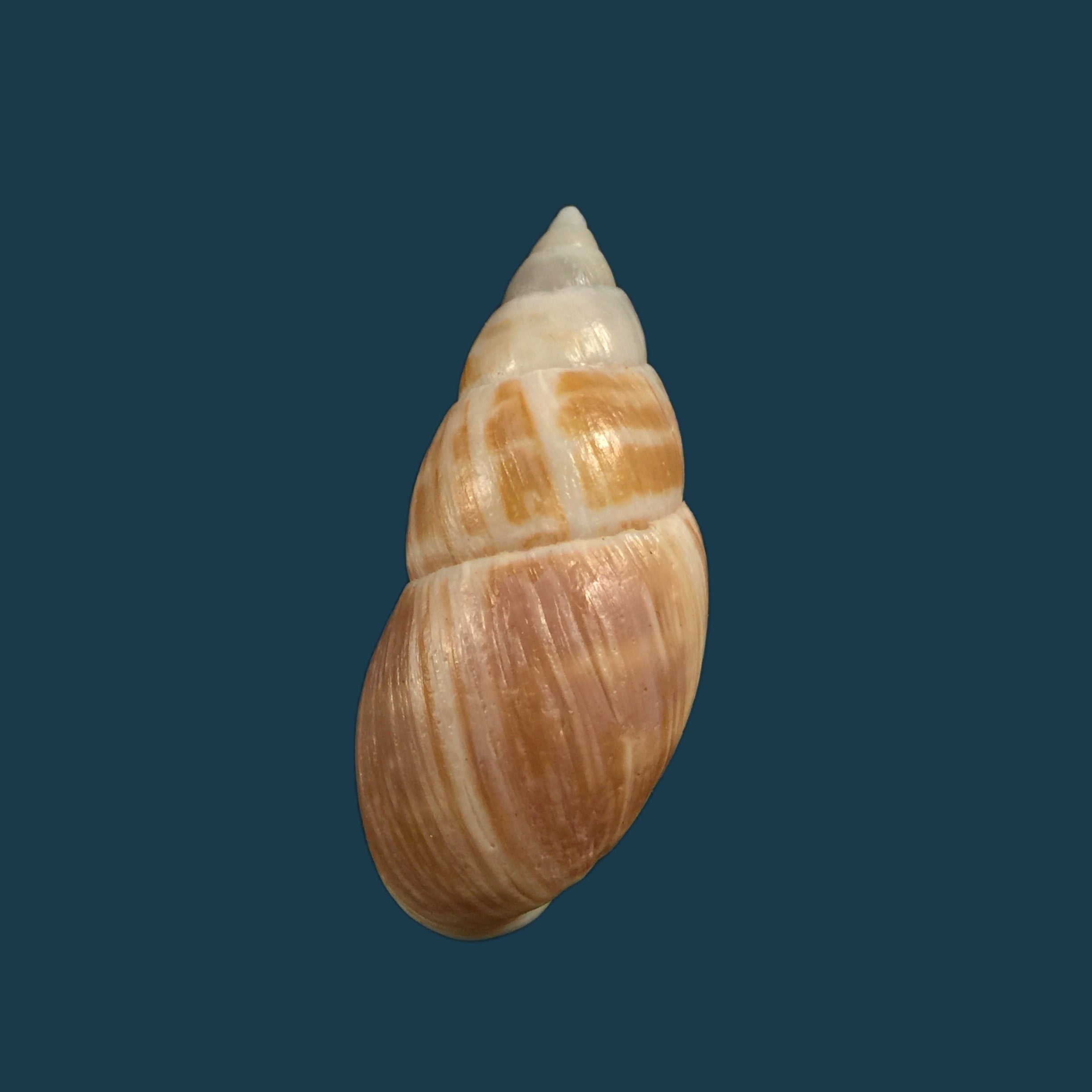 Scutalus tupacii Orbigny, 1835 - 46毫米