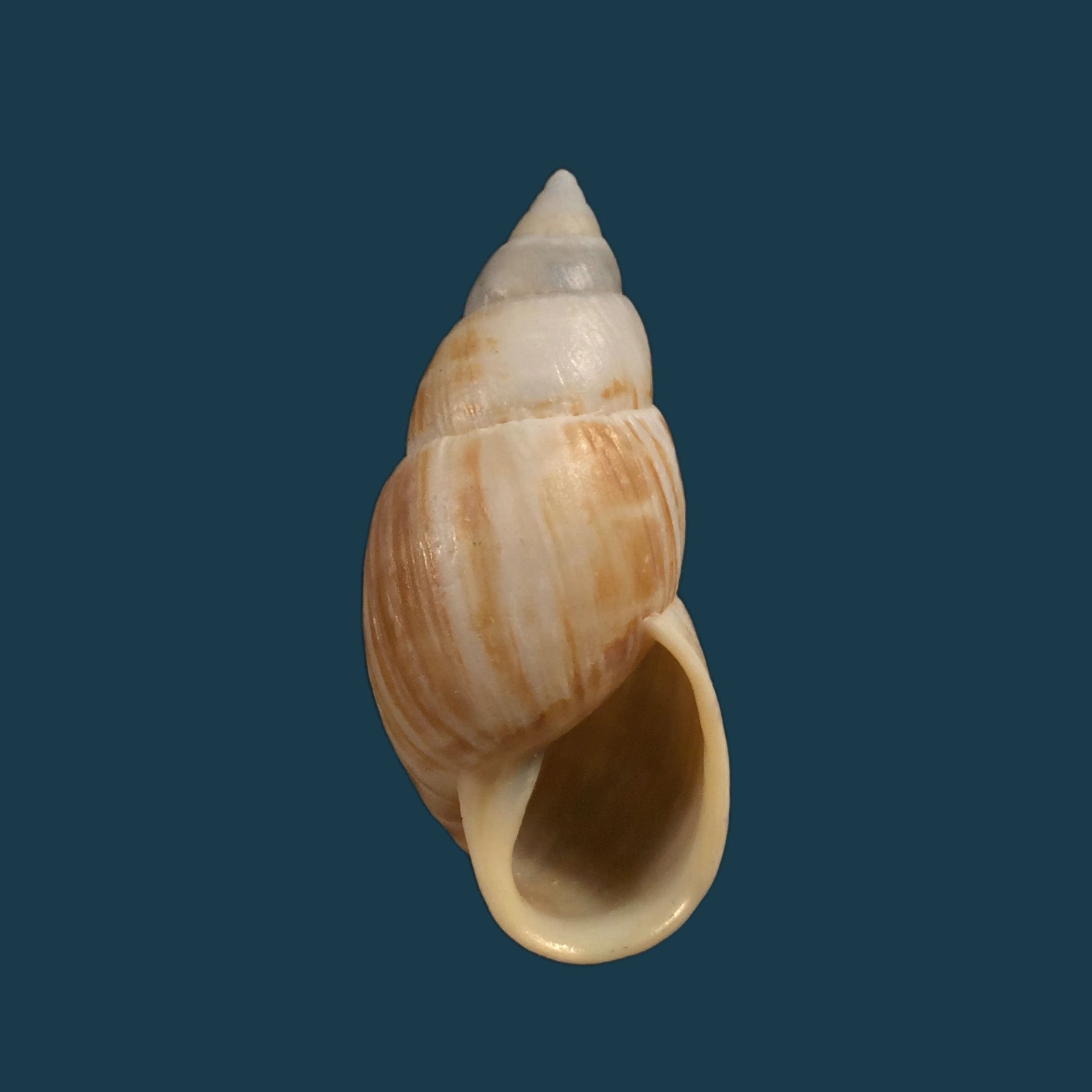 Scutalus tupacii Orbigny, 1835 - 46毫米