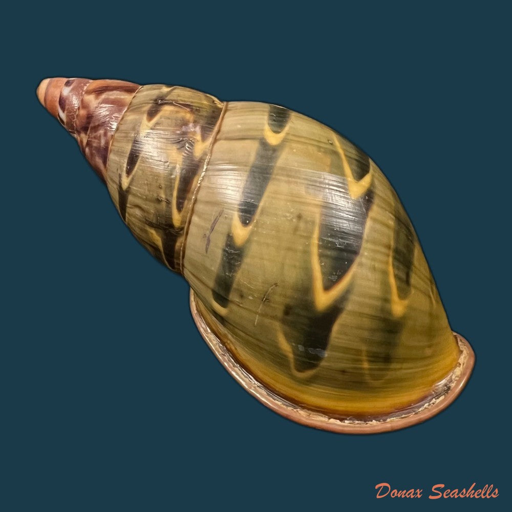 copia-de-sultana-yatesi-pfeiffer-1855-98-5mm-1