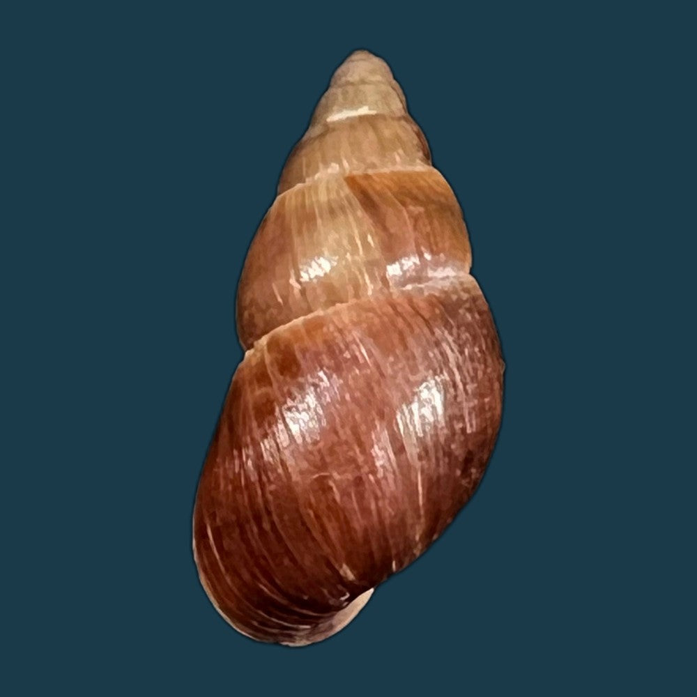 copia-de-sultana-yatesi-pfeiffer-1855-98-5mm