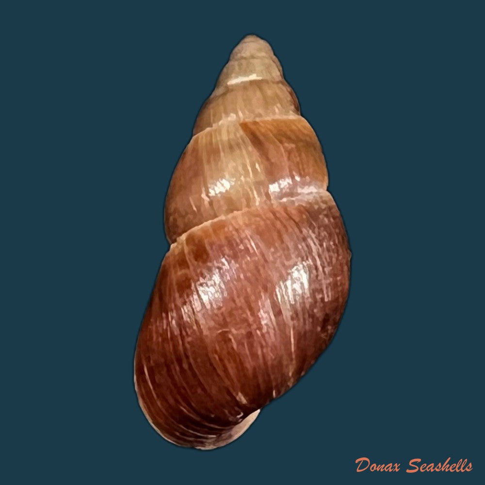 copia-de-sultana-yatesi-pfeiffer-1855-98-5mm