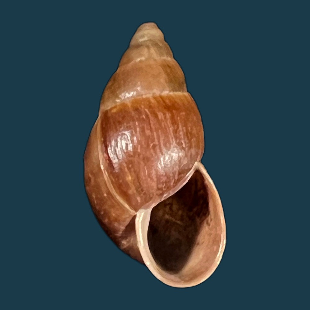 copia-de-sultana-yatesi-pfeiffer-1855-98-5mm