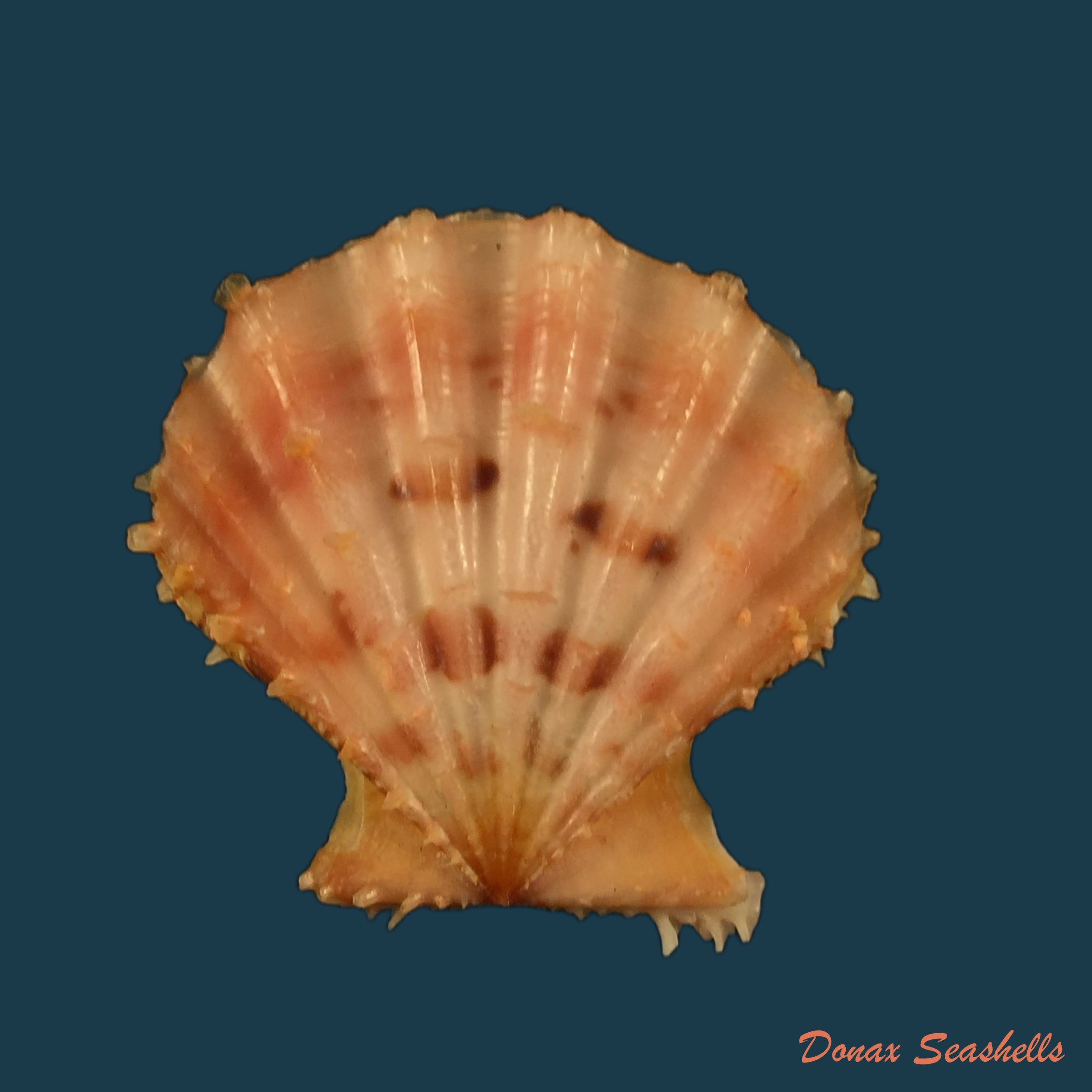 copia-de-swiftopecten-swiftii-bernardi-1825-89-5mm