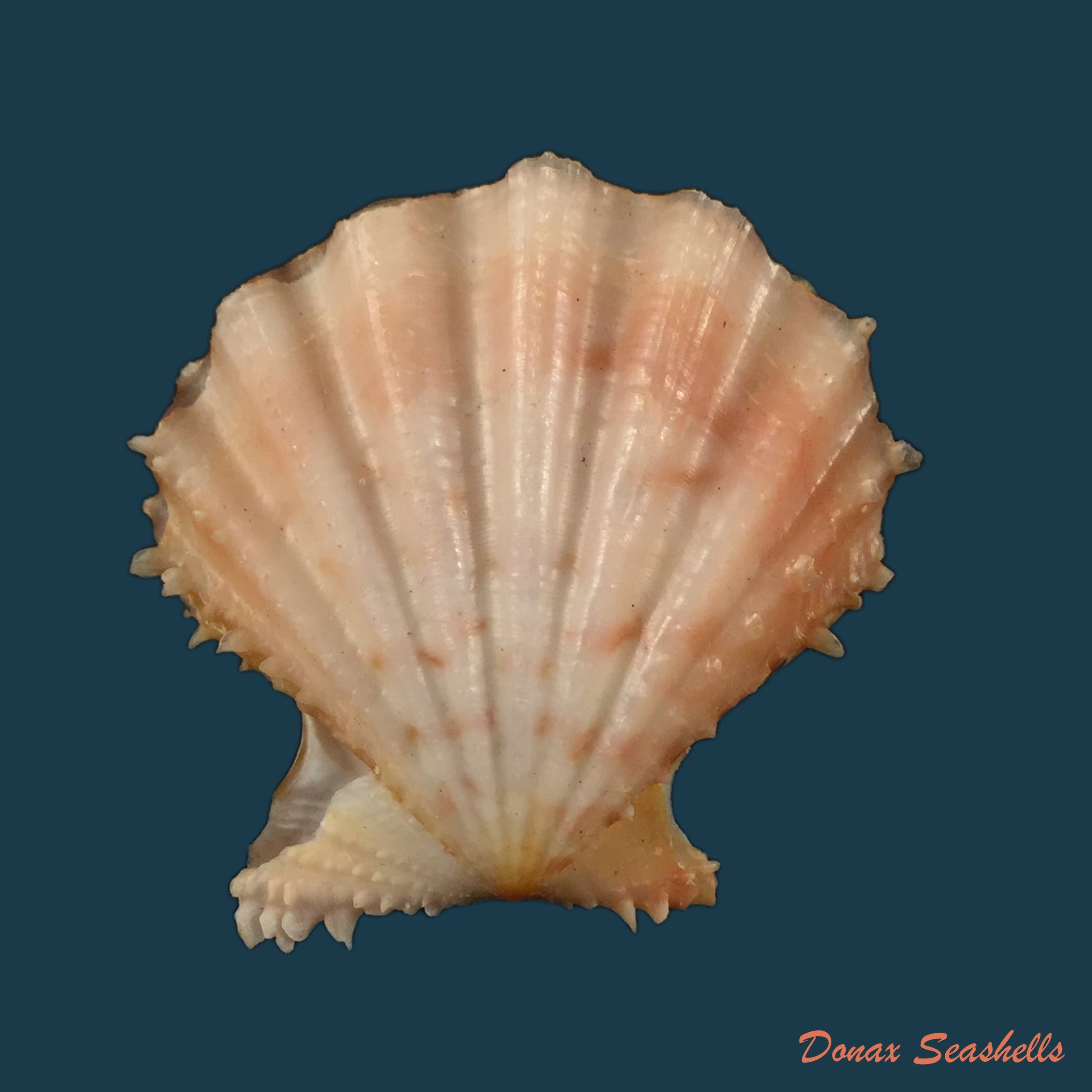 copia-de-swiftopecten-swiftii-bernardi-1825-89-5mm