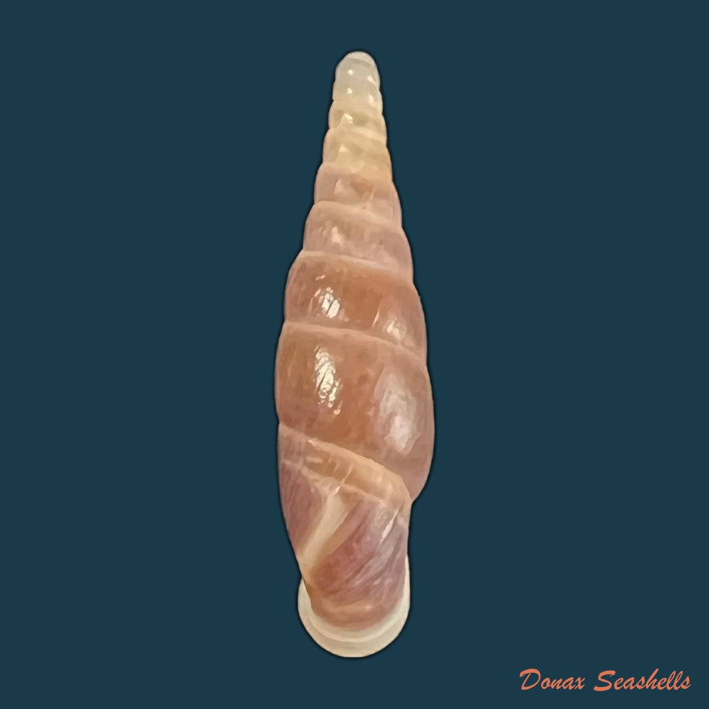 copia-de-synprosphyma-basilissa-o-boettger-schmacker-1894-30-1mm