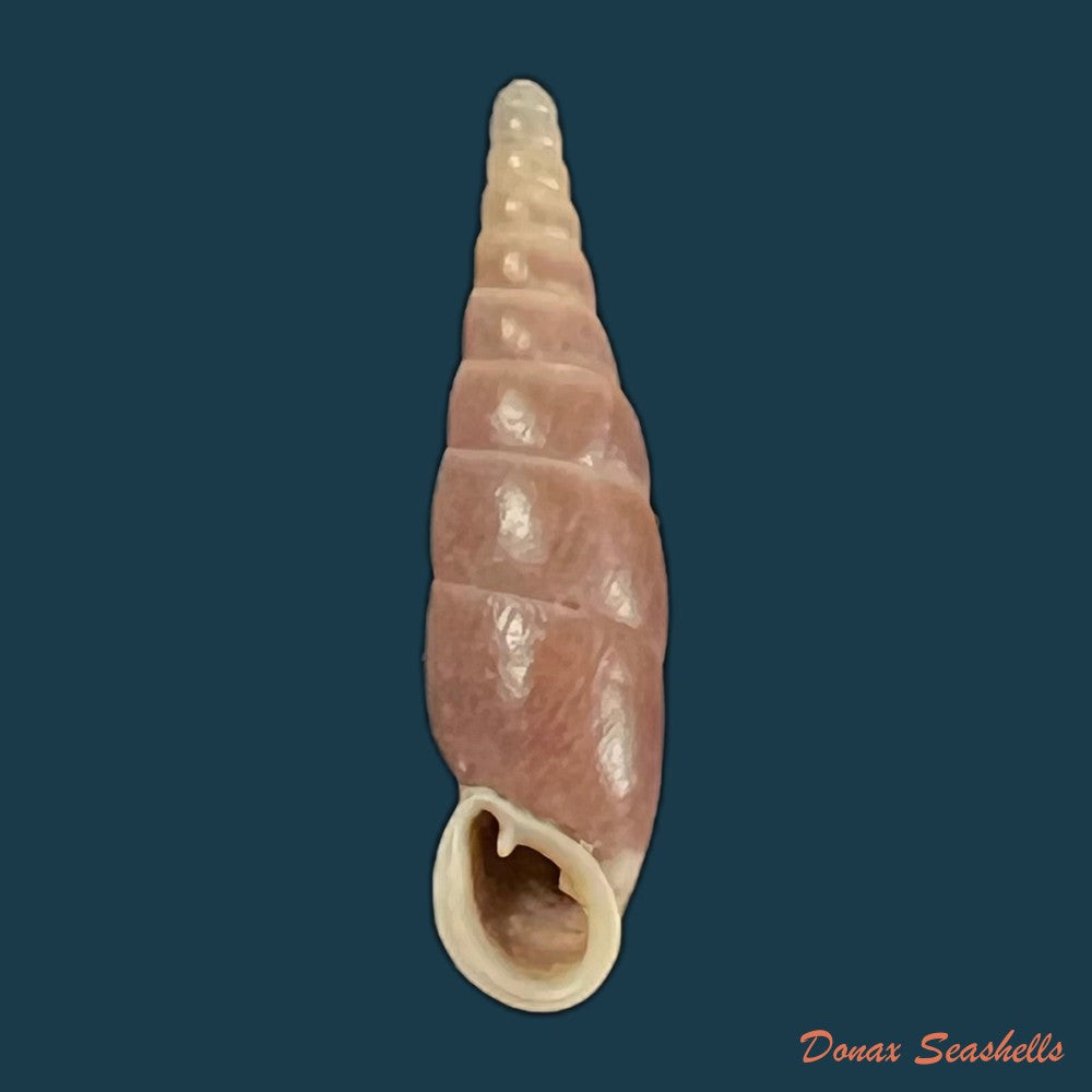 copia-de-synprosphyma-basilissa-o-boettger-schmacker-1894-30-1mm