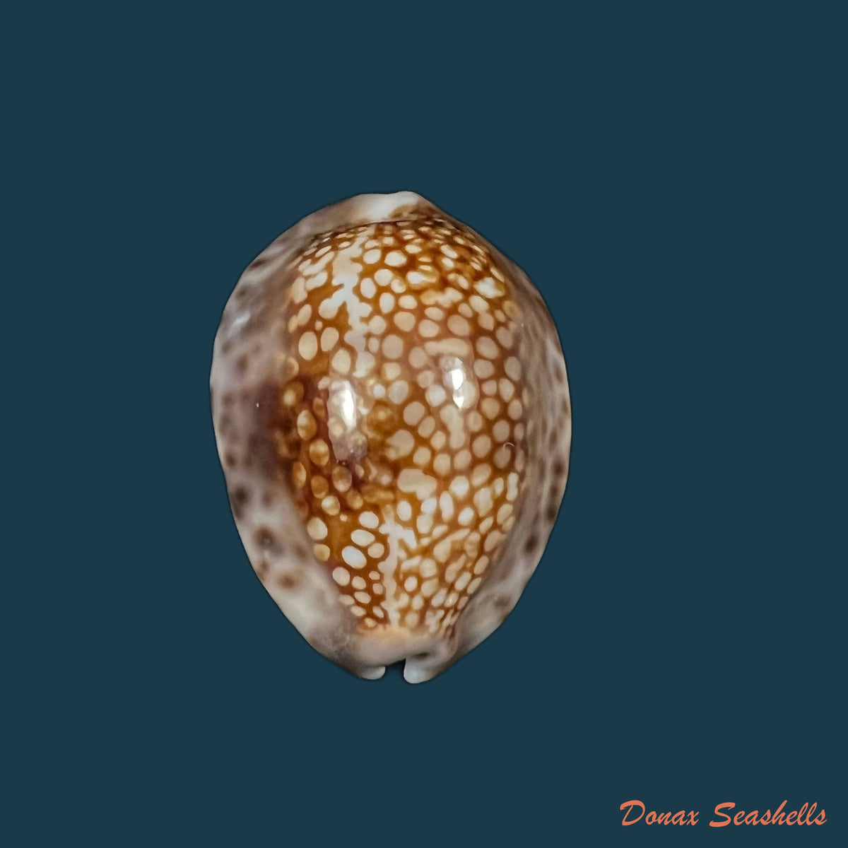 copia-de-talostolida-pellucens-lorenz-2002-28-8mm