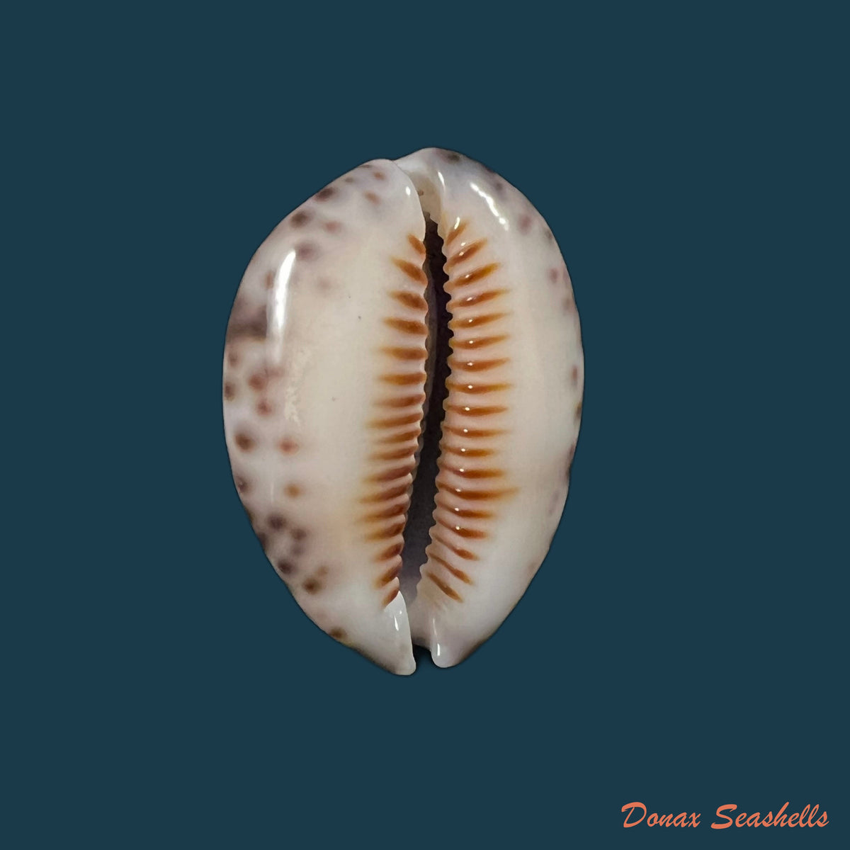 copia-de-talostolida-pellucens-lorenz-2002-28-8mm