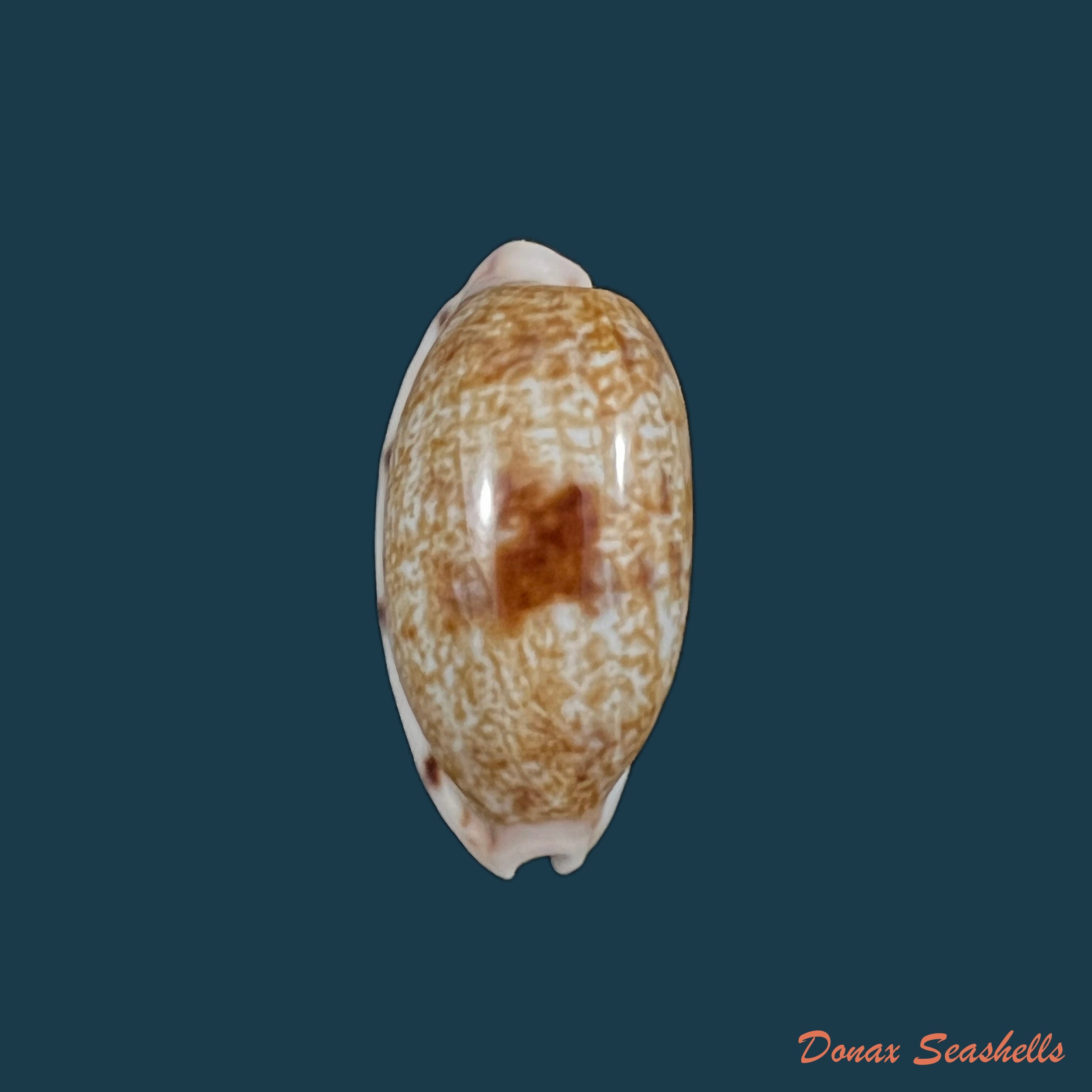 copia-de-talostolida-pellucens-lorenz-2002-29-9mm