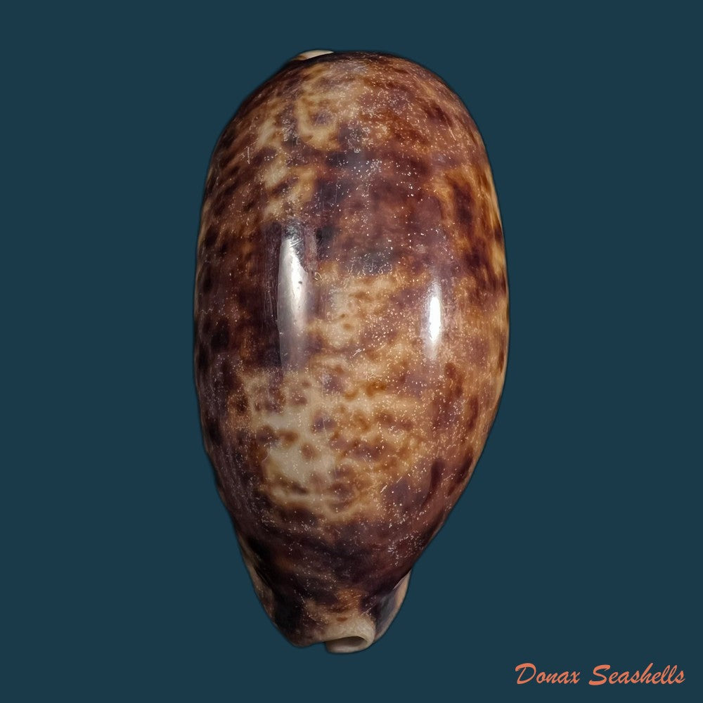 copia-de-talostolida-pellucens-panamensis-lorenz-2002-37-6mm
