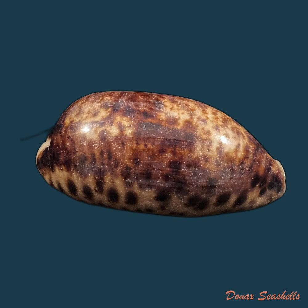 copia-de-talostolida-pellucens-panamensis-lorenz-2002-37-6mm