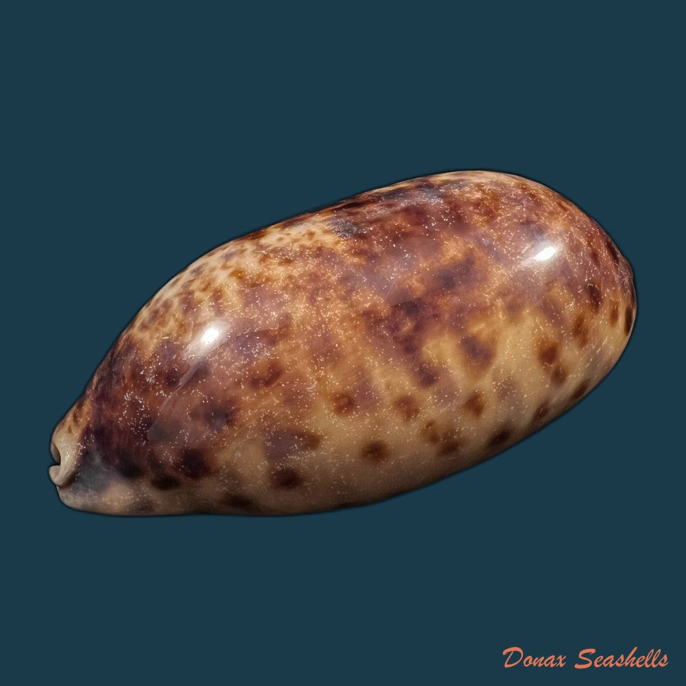 copia-de-talostolida-pellucens-panamensis-lorenz-2002-37-6mm
