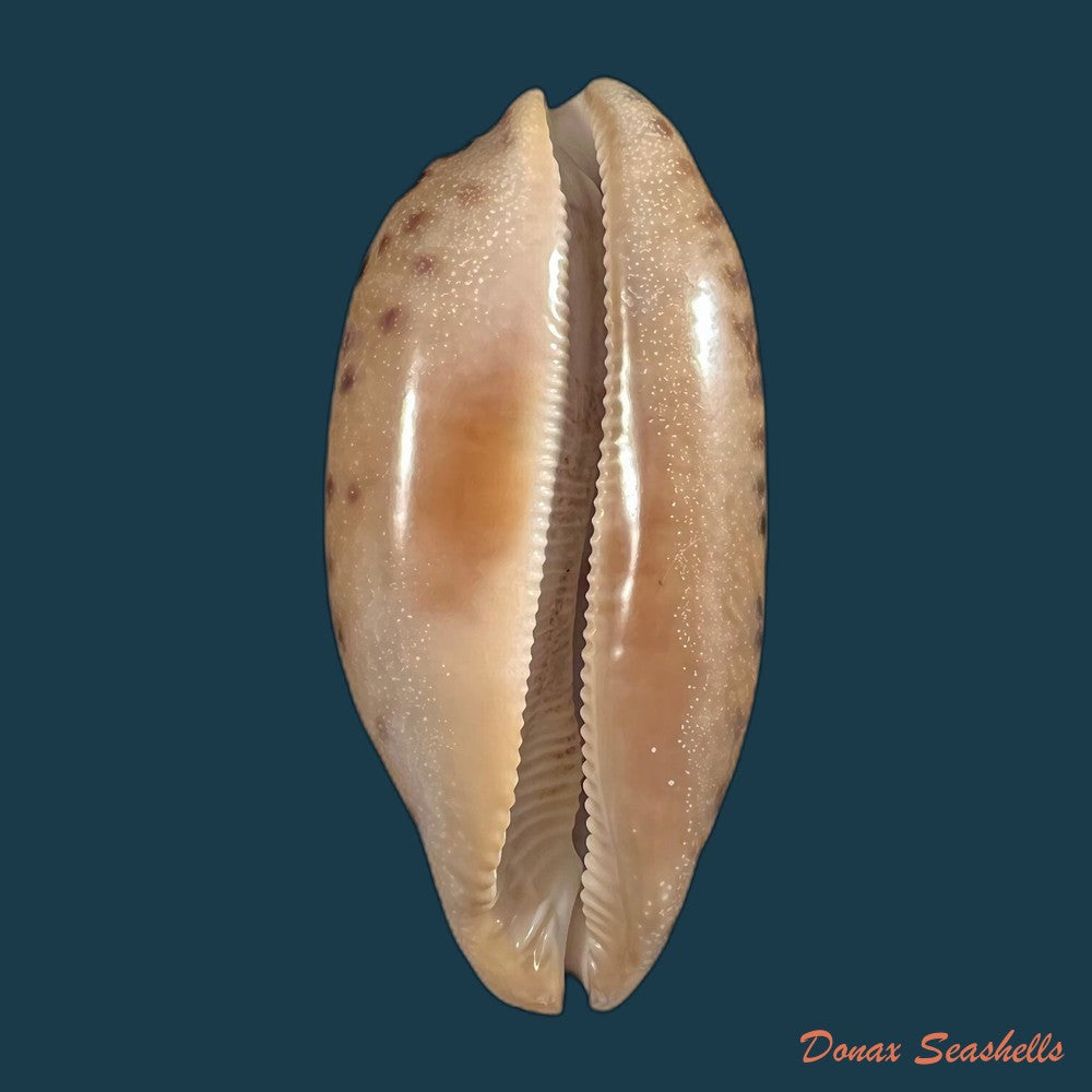 copia-de-talostolida-pellucens-panamensis-lorenz-2002-37-6mm