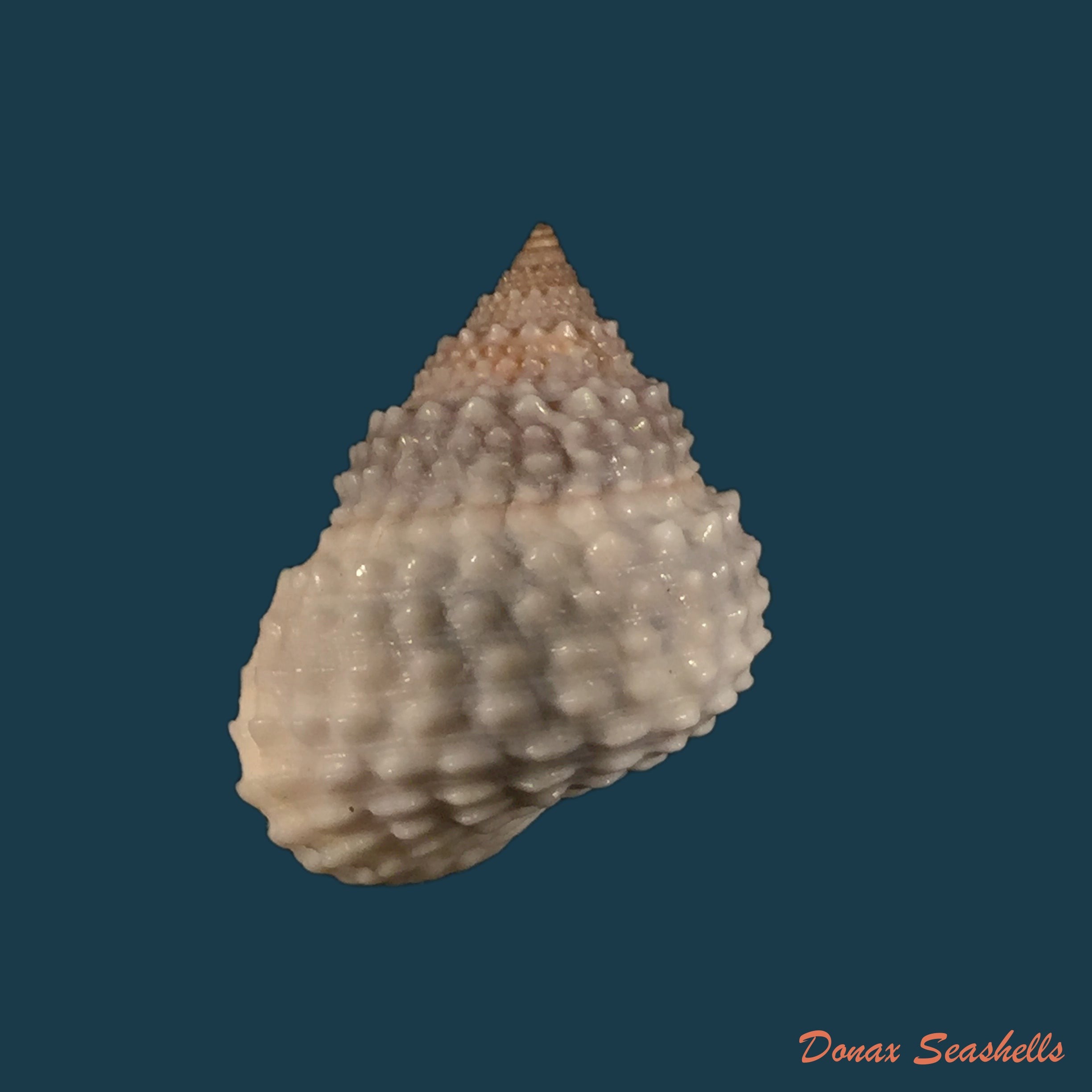 copia-de-tectarius-muricatus-linnaeus-1759
