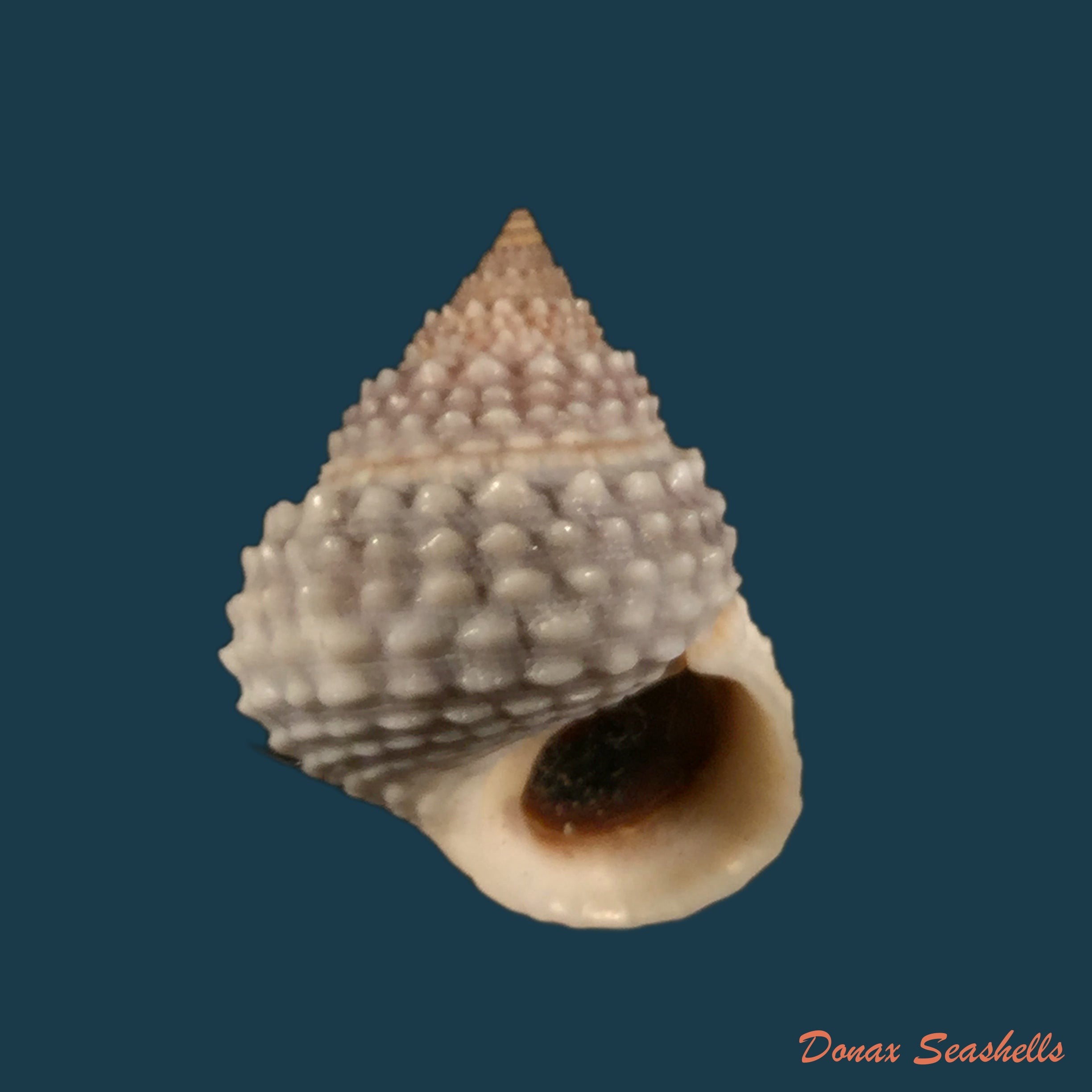 copia-de-tectarius-muricatus-linnaeus-1759