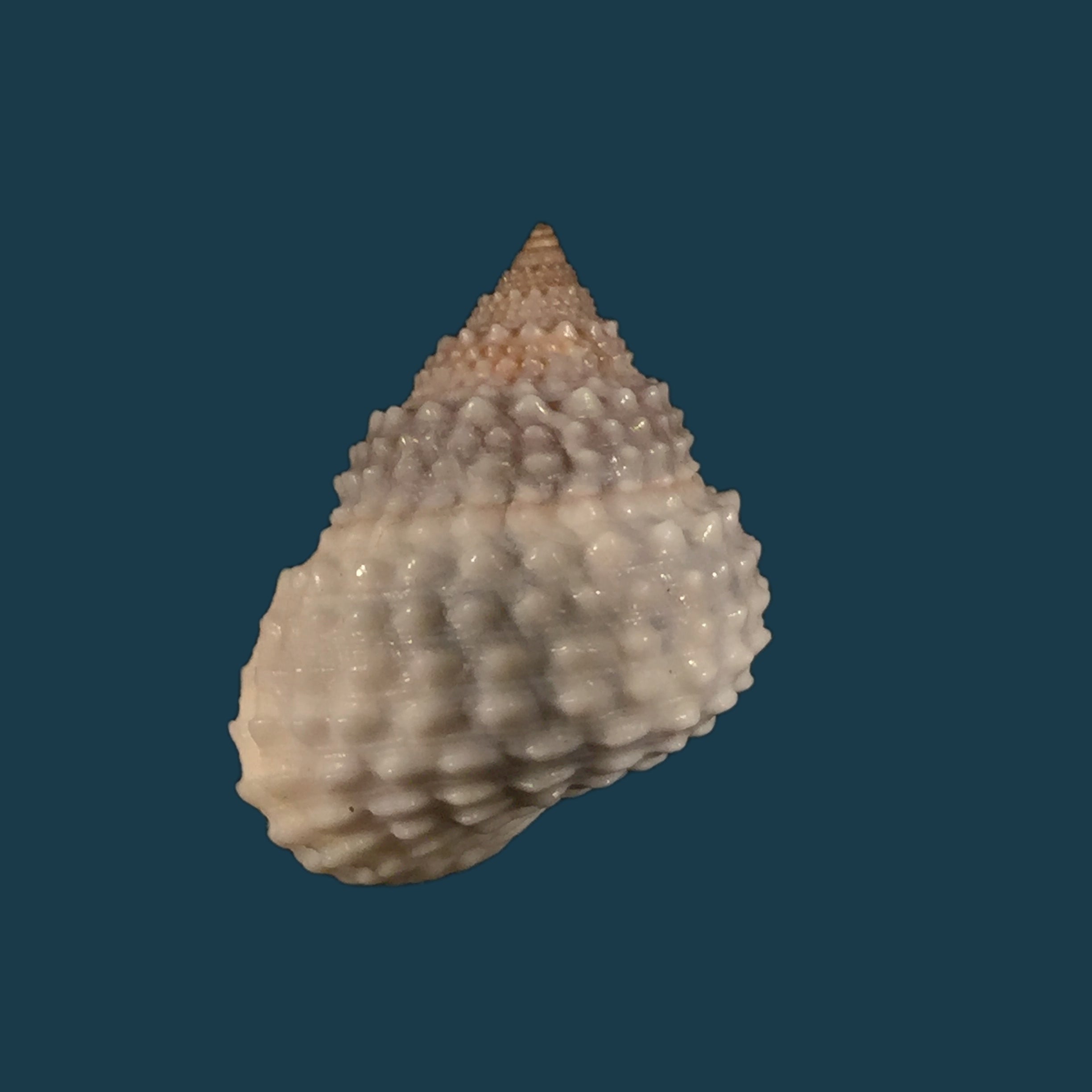Tectarius muricatus (Linnaeus, 1758) - 22,2mm