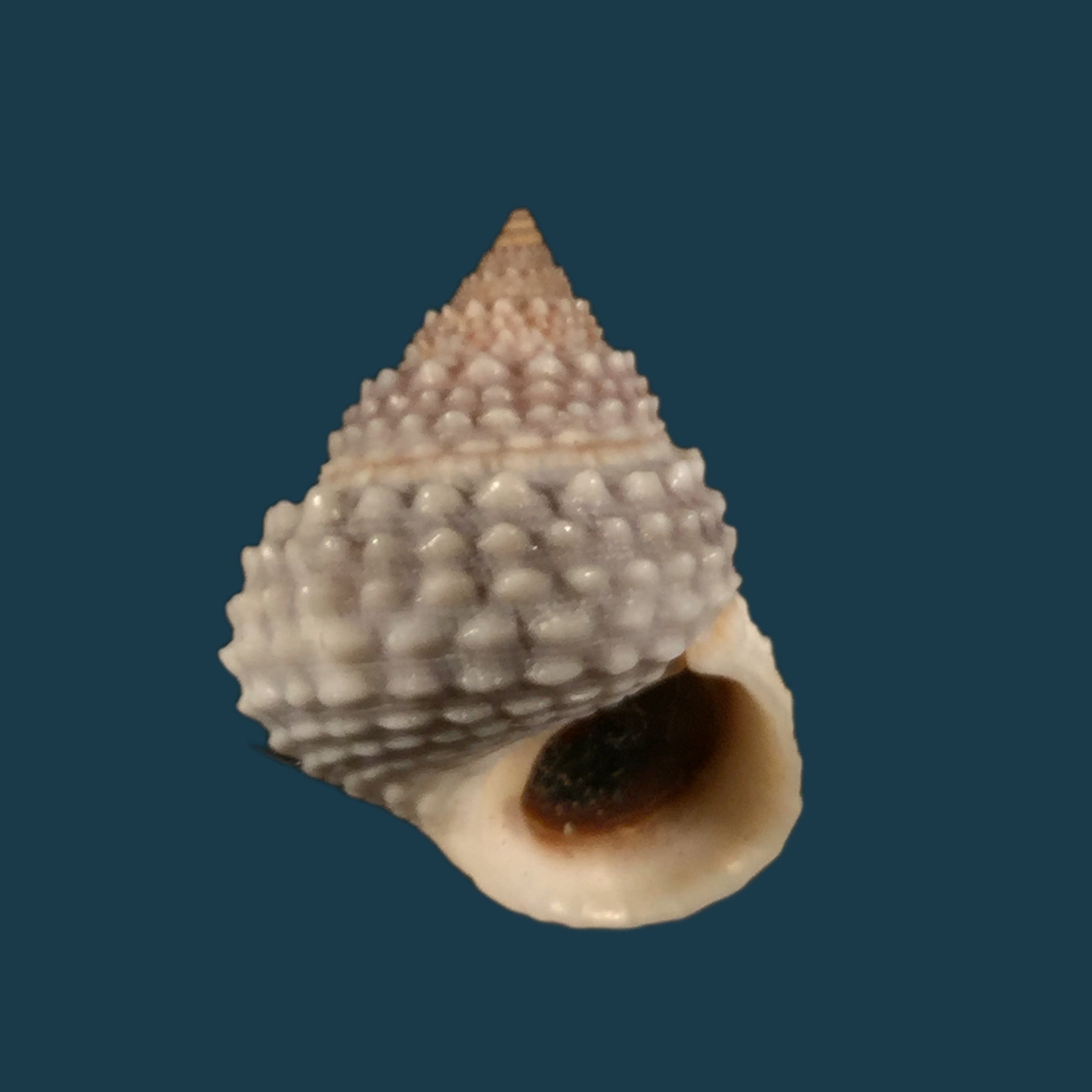 Tectarius muricatus (Linnaeus, 1758) - 22,2mm