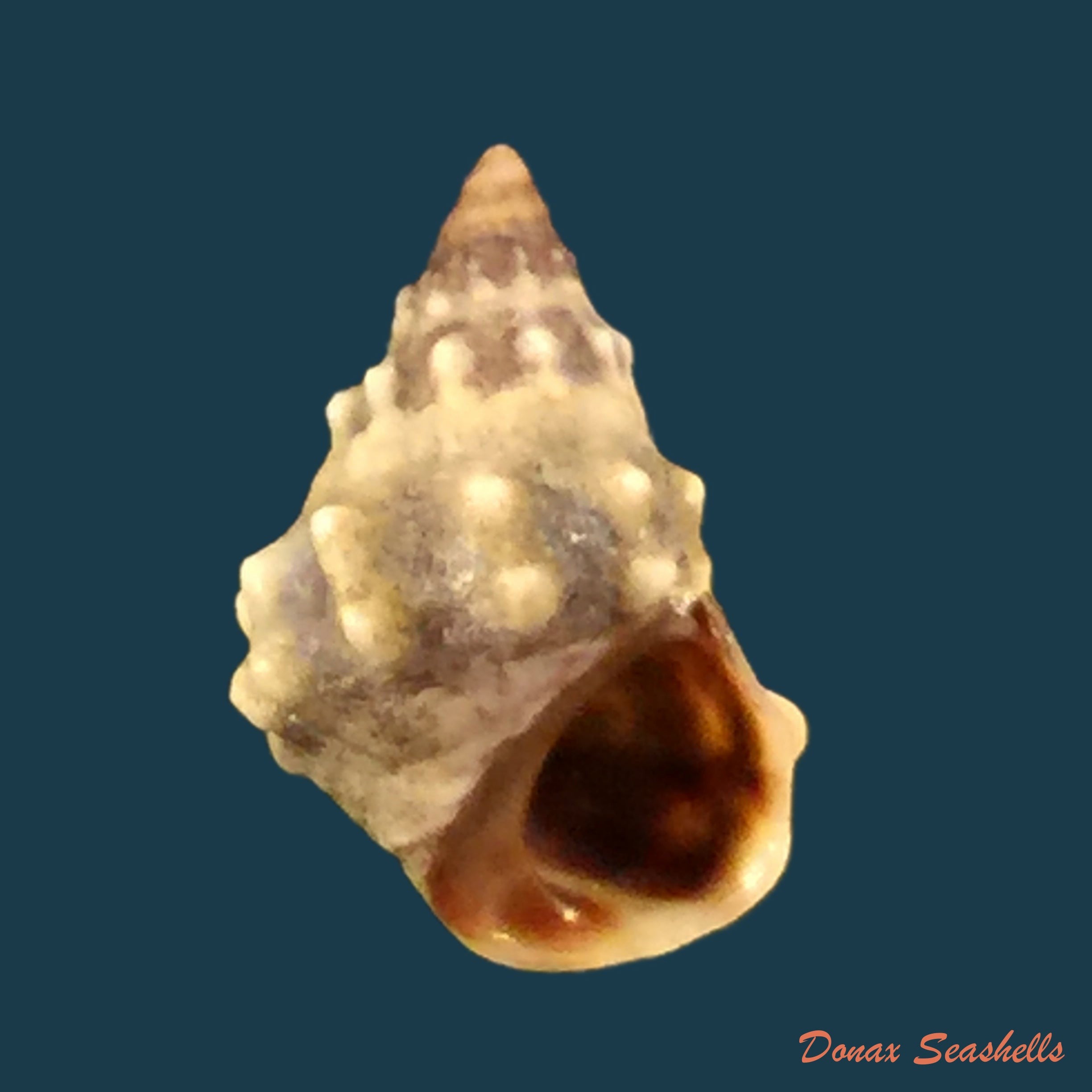 copia-de-tectarius-muricatus-linnaeus-1761