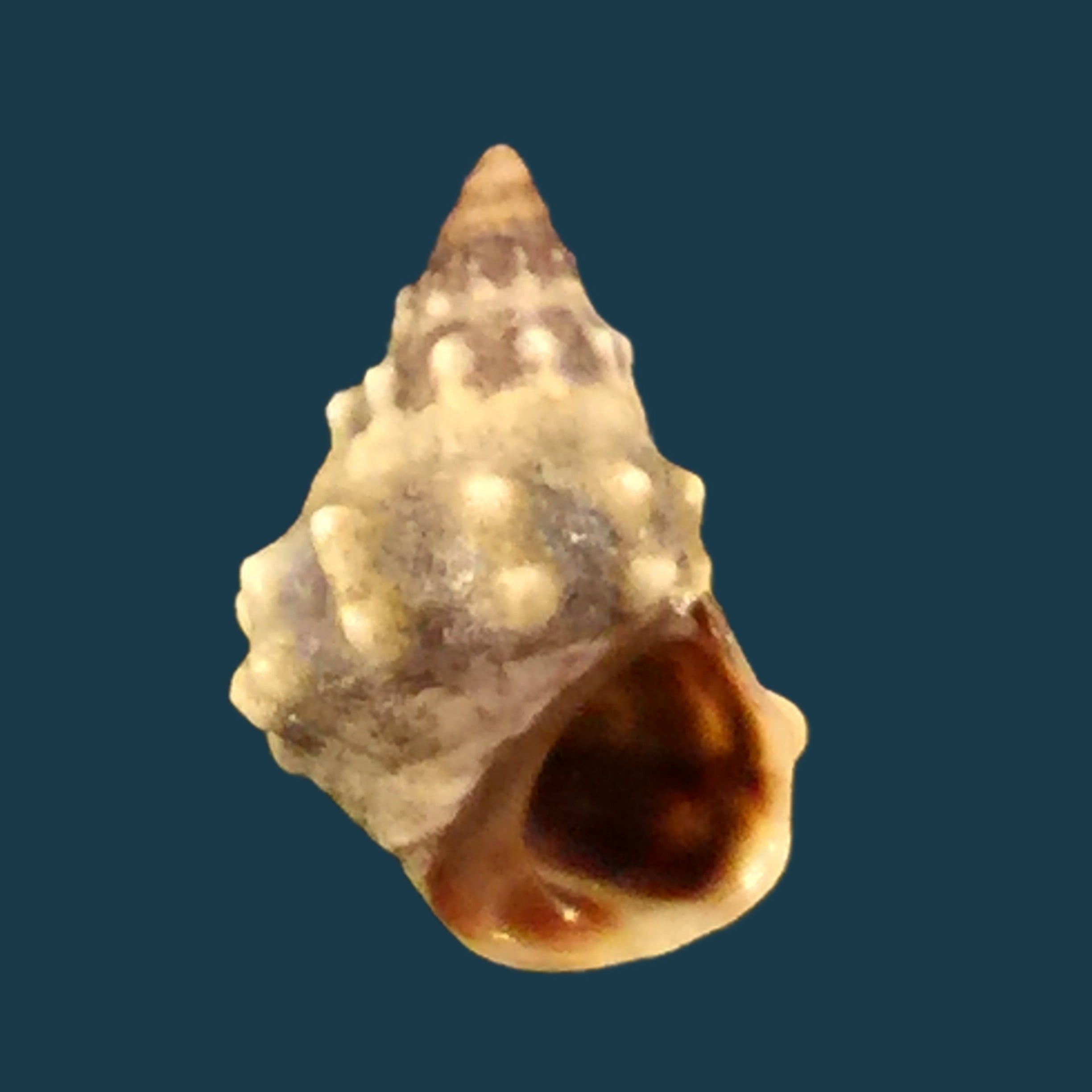 Nodilittorina pyramidalis (Quoy &amp; Gaimard, 1833) - 9,3毫米