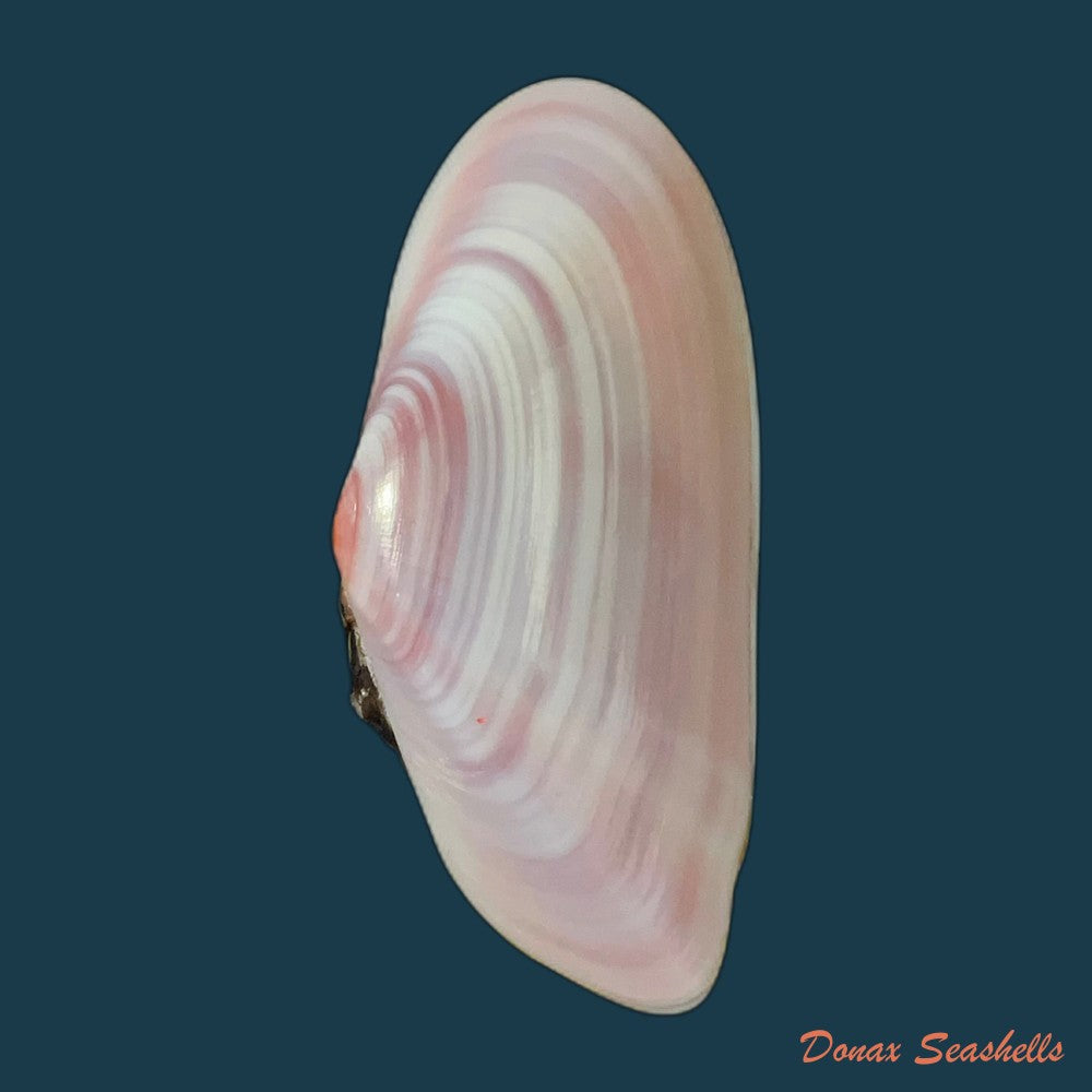 copia-de-tellina-brasiliana-spengler-1798-79mm-1