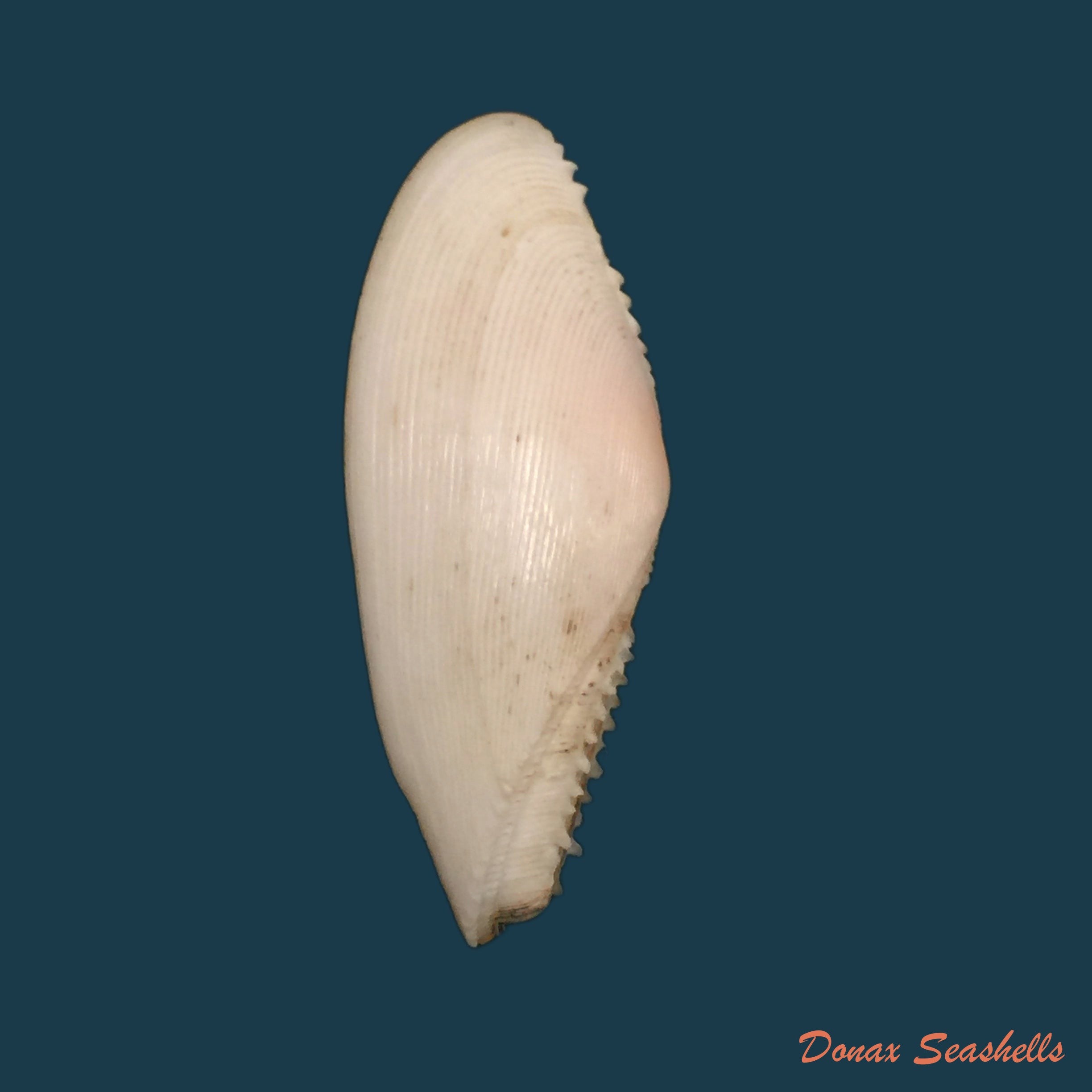 copia-de-tellina-brasiliana-spengler-1798-79mm