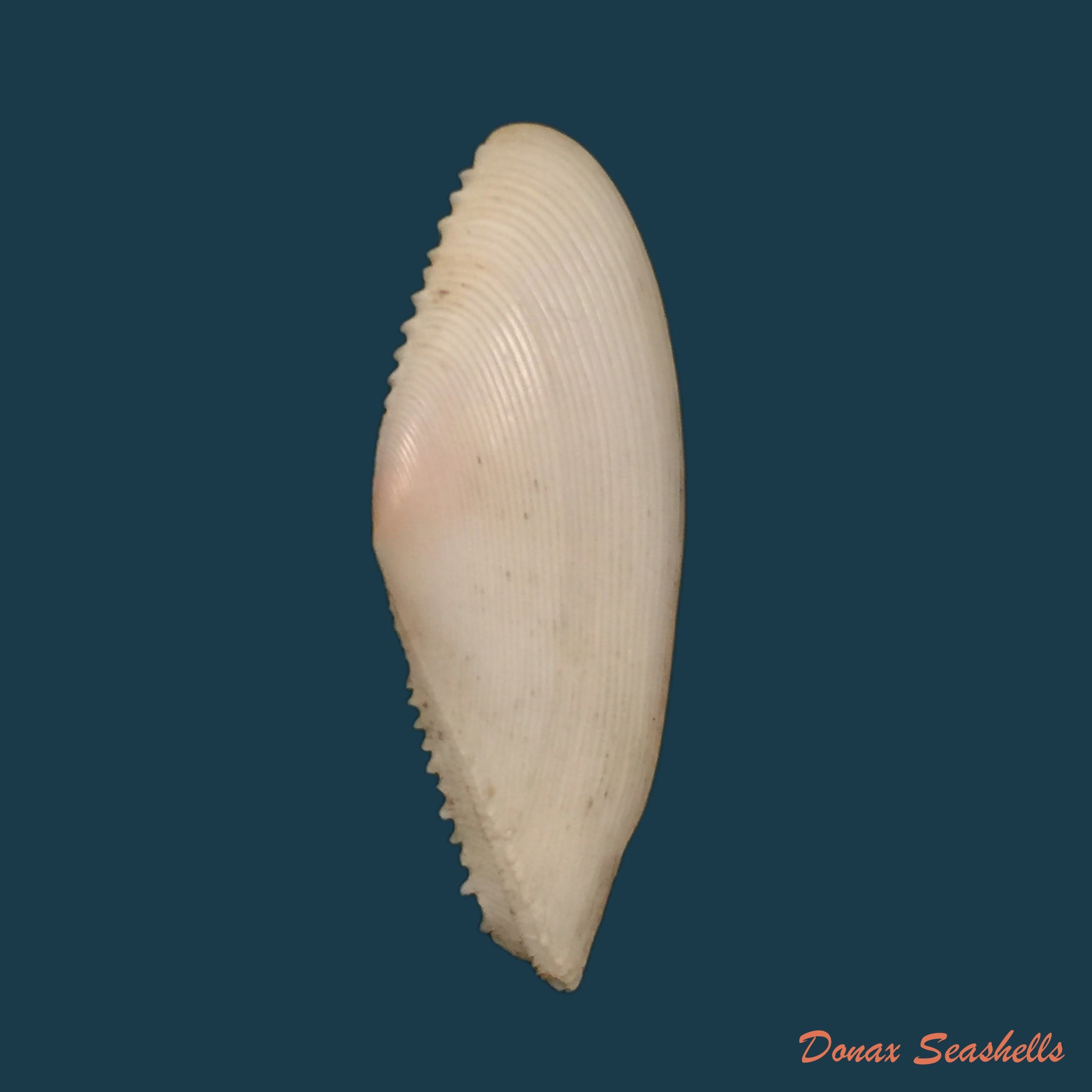 copia-de-tellina-brasiliana-spengler-1798-79mm