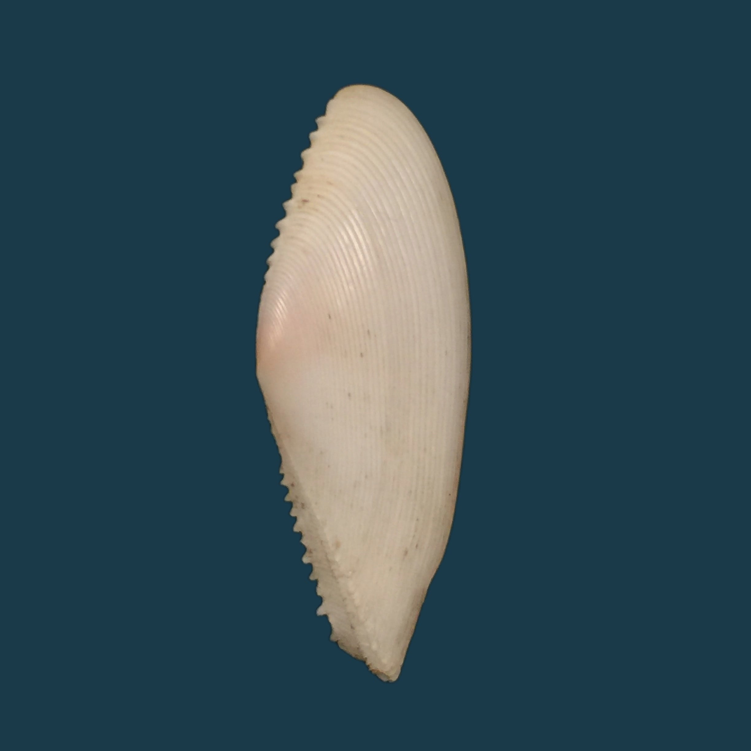 Dallitellina rostrata (林奈, 1758) - 58mm