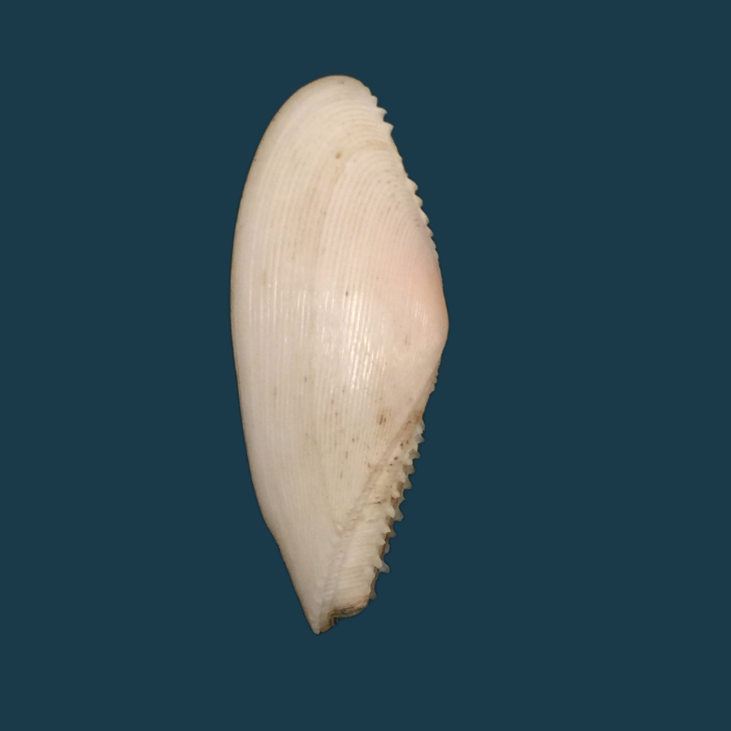 Dallitellina rostrata (林奈, 1758) - 58mm