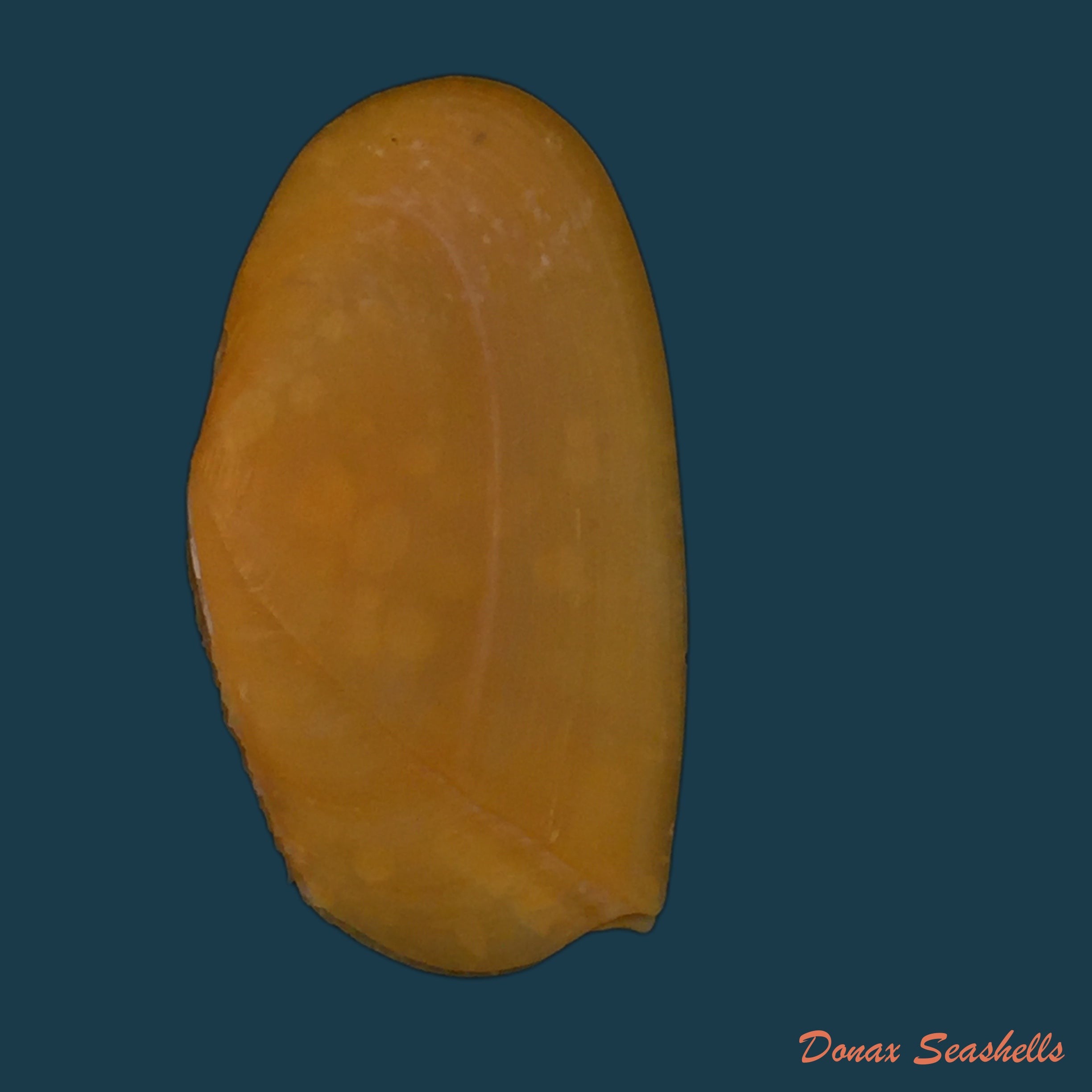 copia-de-tellina-foliacea-linnaeus-1758-97mm