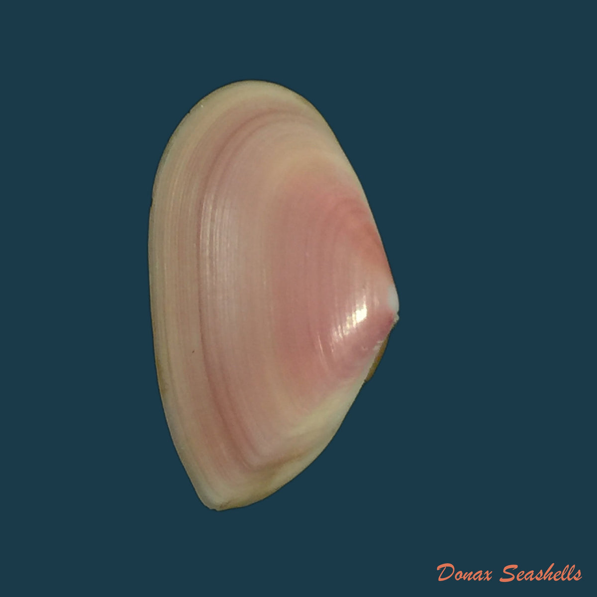copia-de-tellina-mantaensis-pilsbry-olsson-1943-30-4mm-1