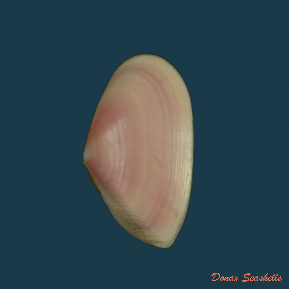 copia-de-tellina-mantaensis-pilsbry-olsson-1943-30-4mm-1