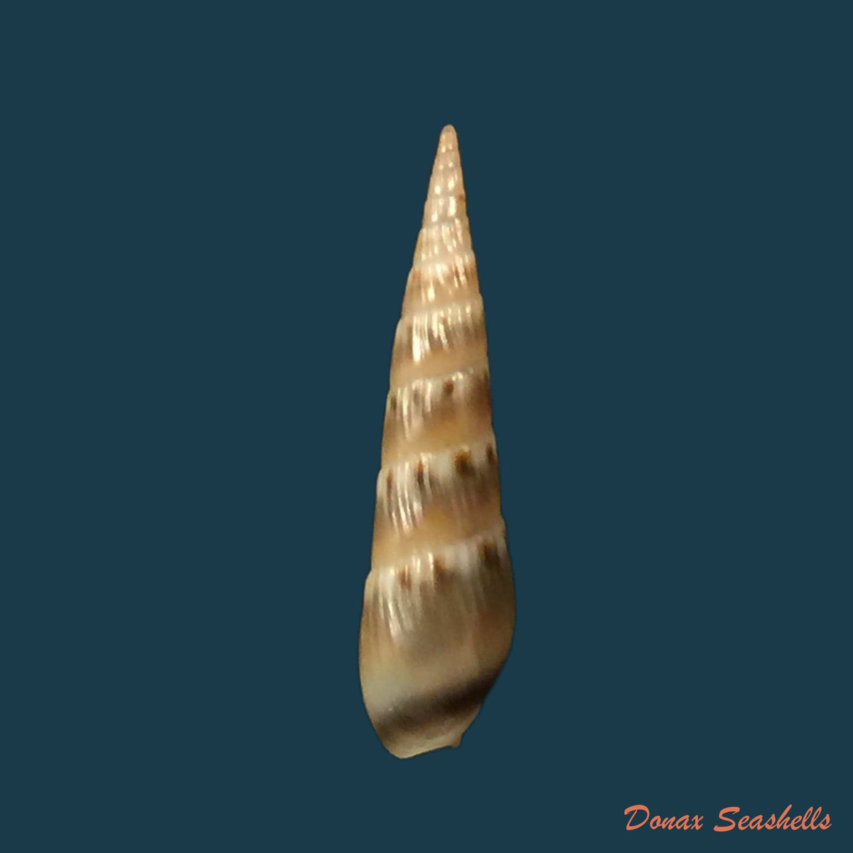copia-de-terebra-luctuosa-hinds-1844-46-8mm