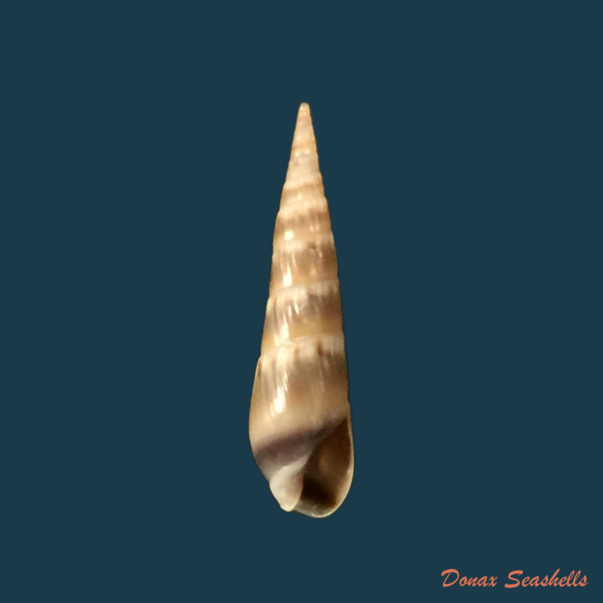 copia-de-terebra-luctuosa-hinds-1844-46-8mm