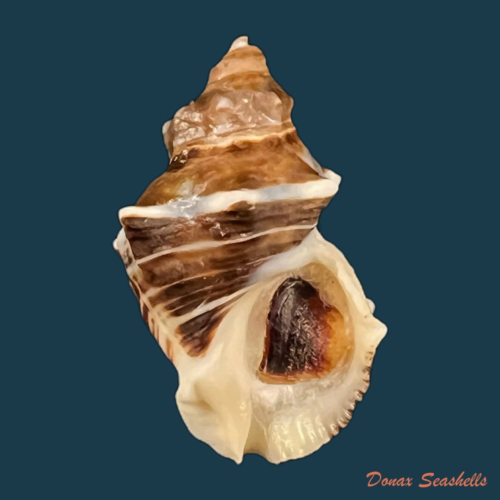 copia-de-thaisella-kiosquiformis-duclos-1832-28-8mm