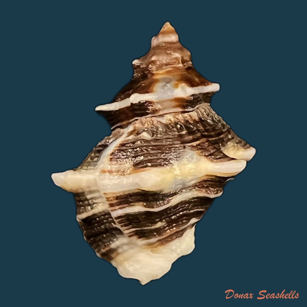 copia-de-thaisella-kiosquiformis-duclos-1835