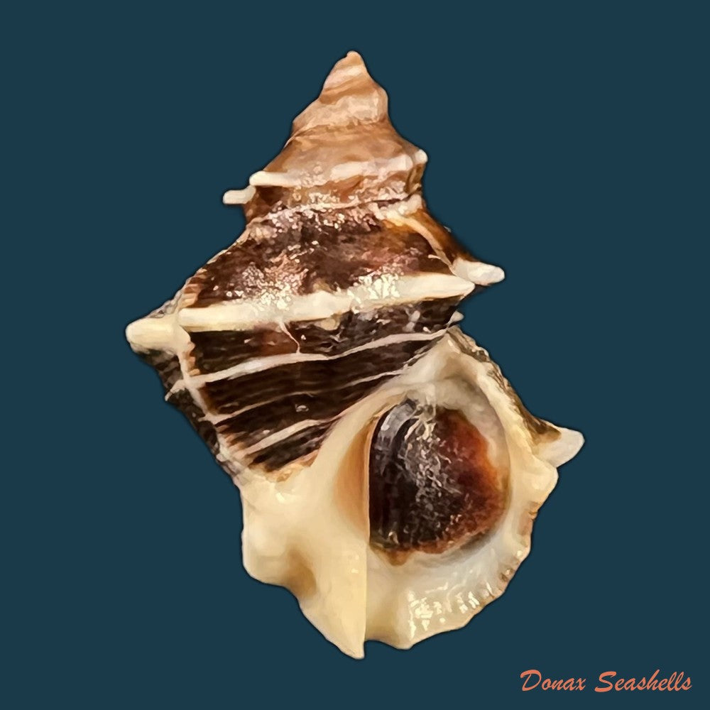 copia-de-thaisella-kiosquiformis-duclos-1835
