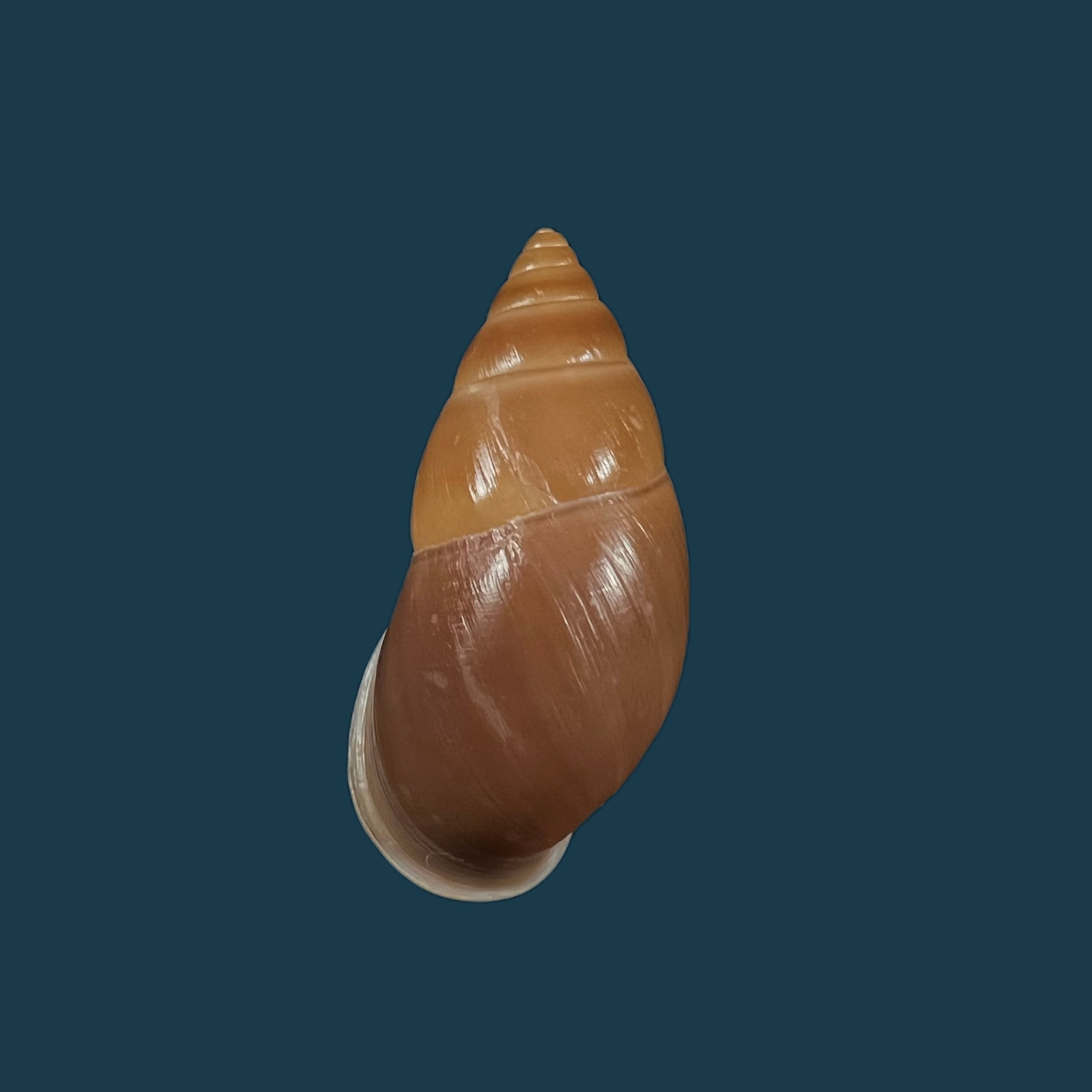 Kora rupestris Salvador & Simone, 2016 - 37,6mm