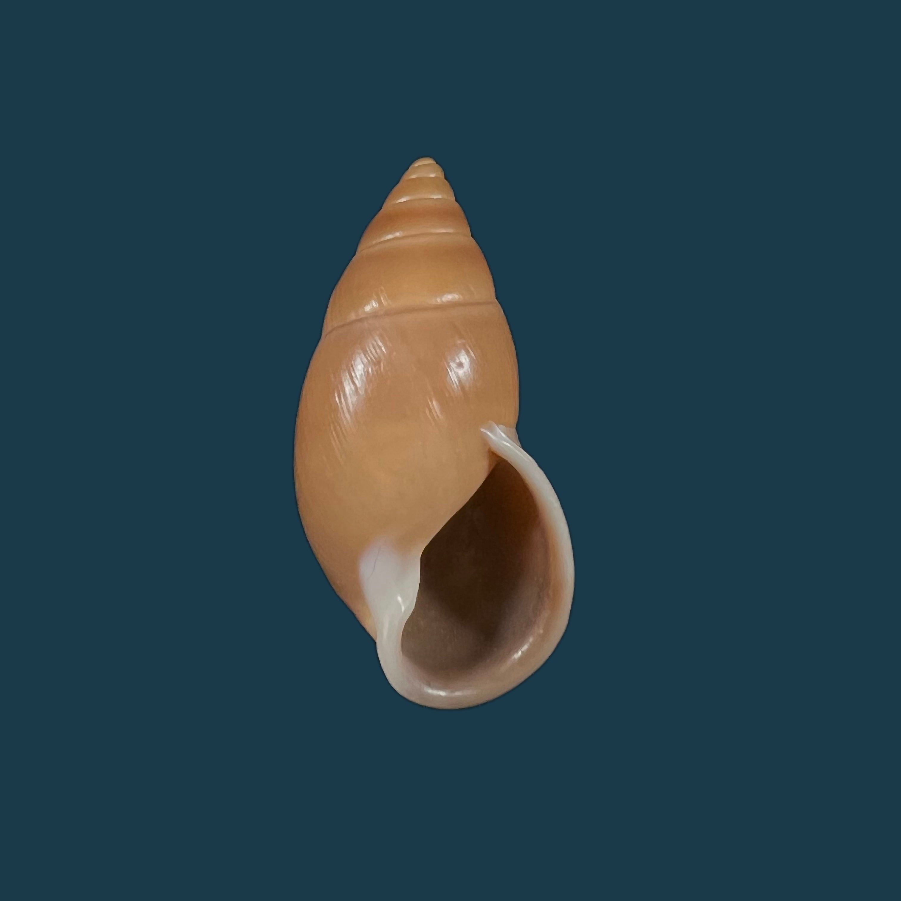 Kora rupestris Salvador & Simone, 2016 - 37,6mm