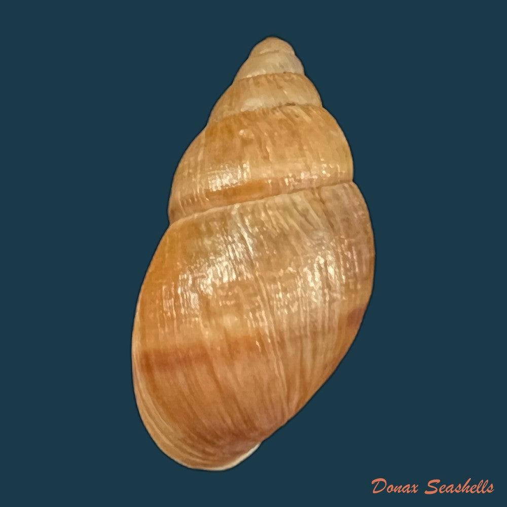 copia-de-thaumastus-achilles-pfeiffer-1852-61mm-2