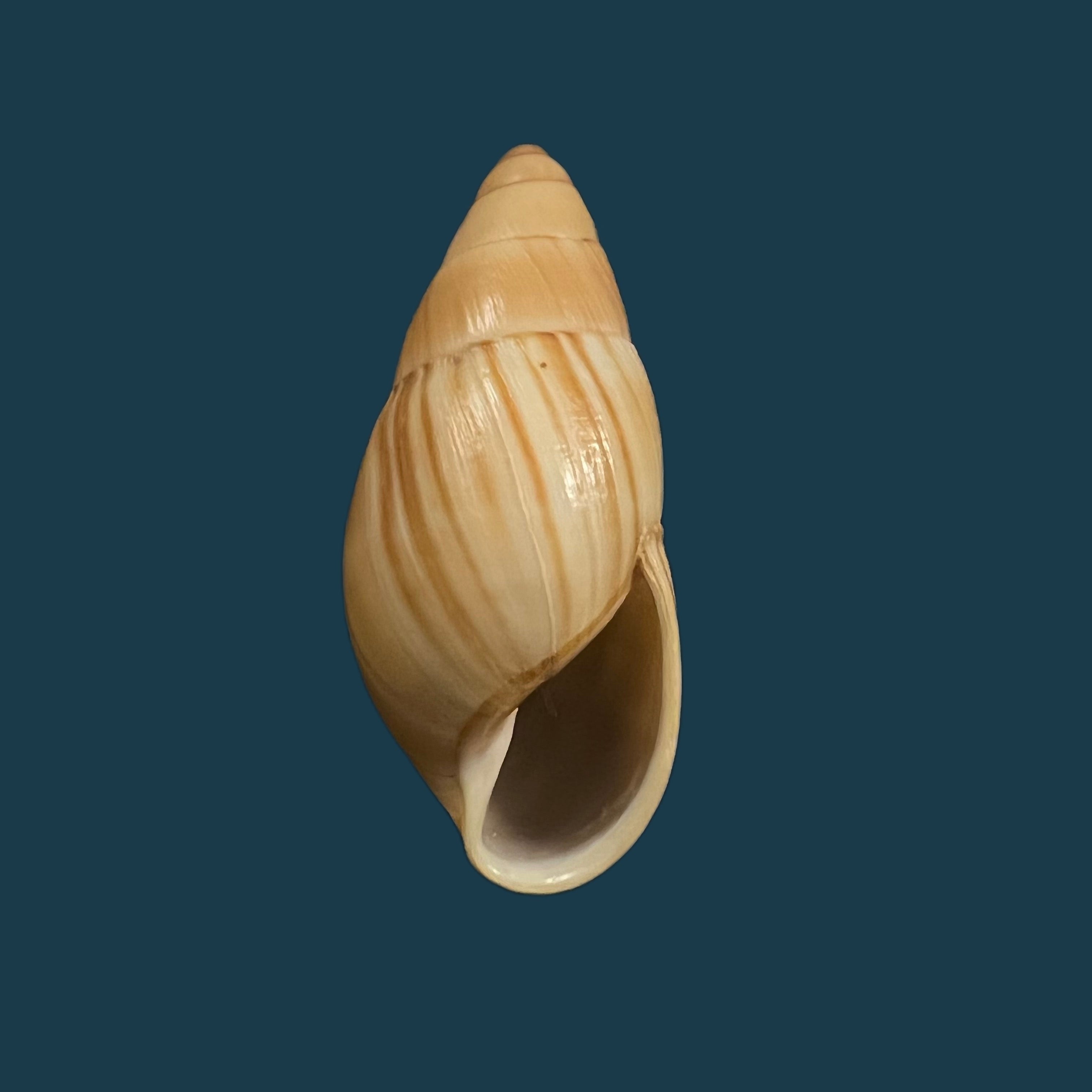 Thaumastus 阿喀琉斯 (Pfeiffer, 1852) - 57,3毫米