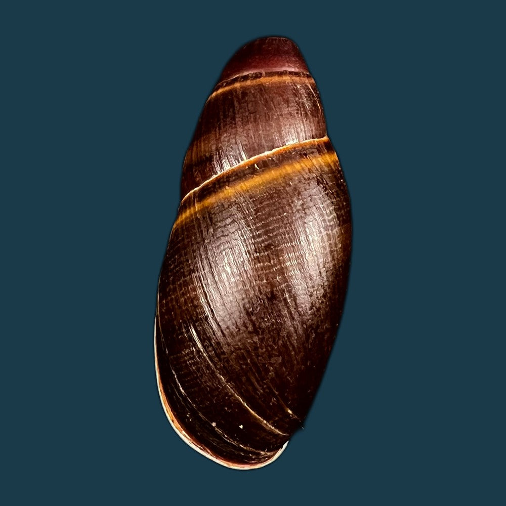 copia-de-thaumastus-bitaeniatus-bifasciatus-philippi-1847-38mm-1