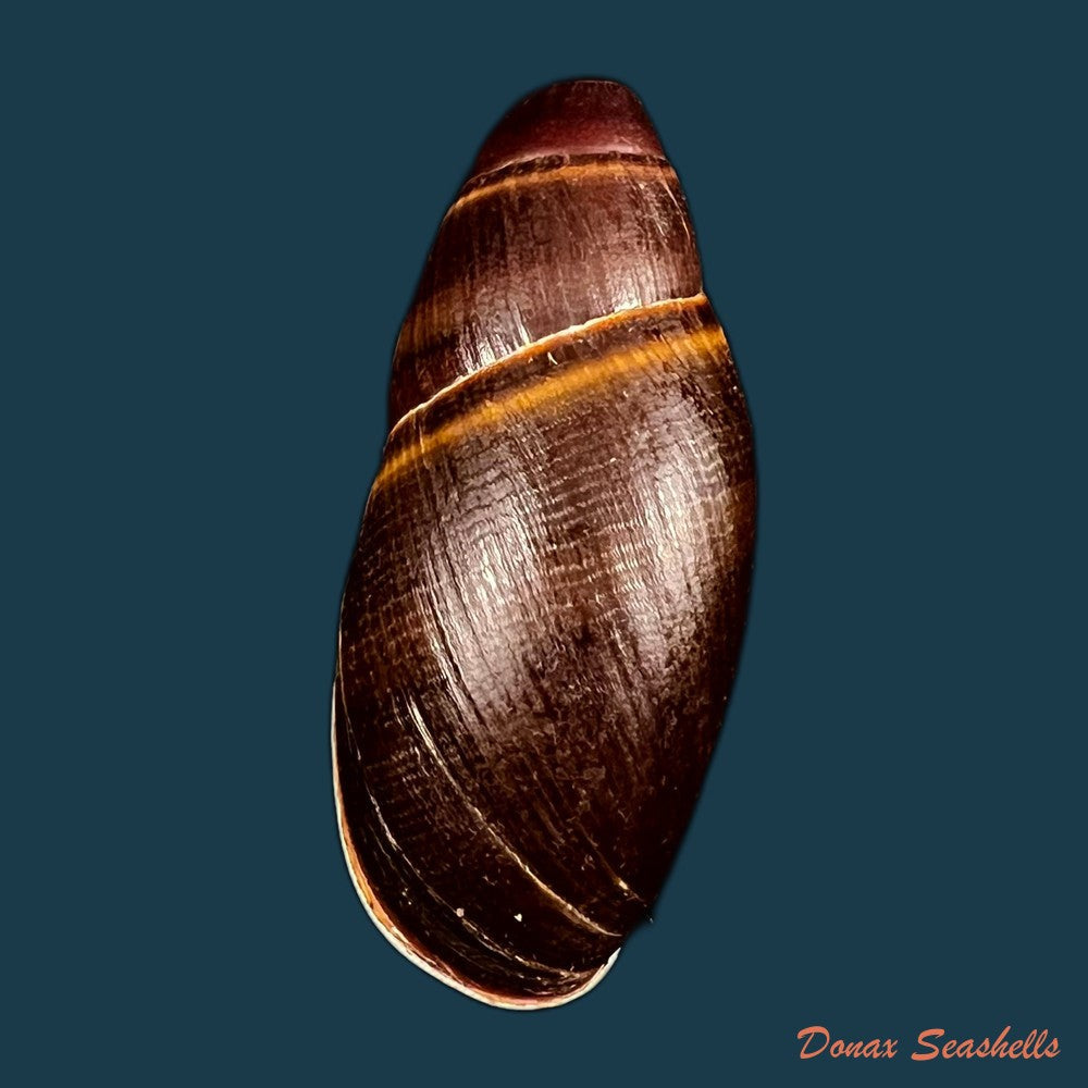 copia-de-thaumastus-bitaeniatus-bifasciatus-philippi-1847-38mm-1