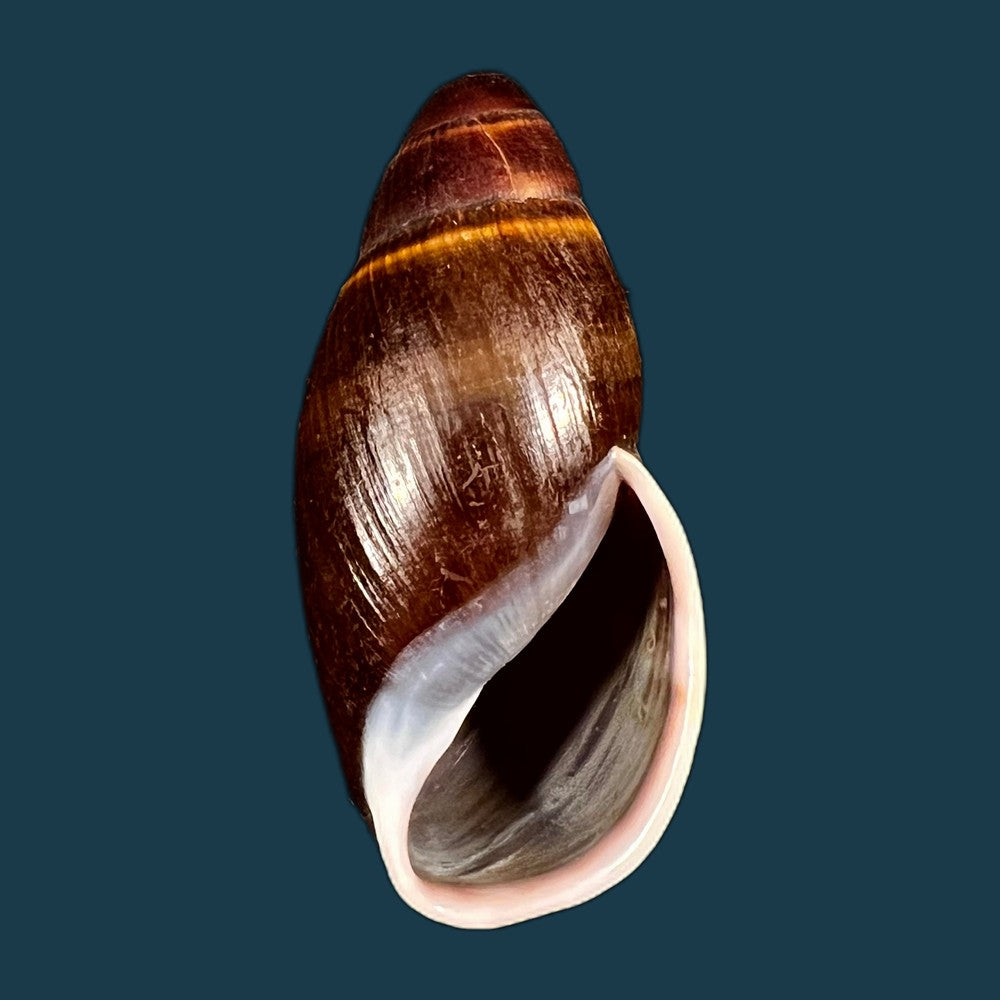 copia-de-thaumastus-bitaeniatus-bifasciatus-philippi-1847-38mm-1