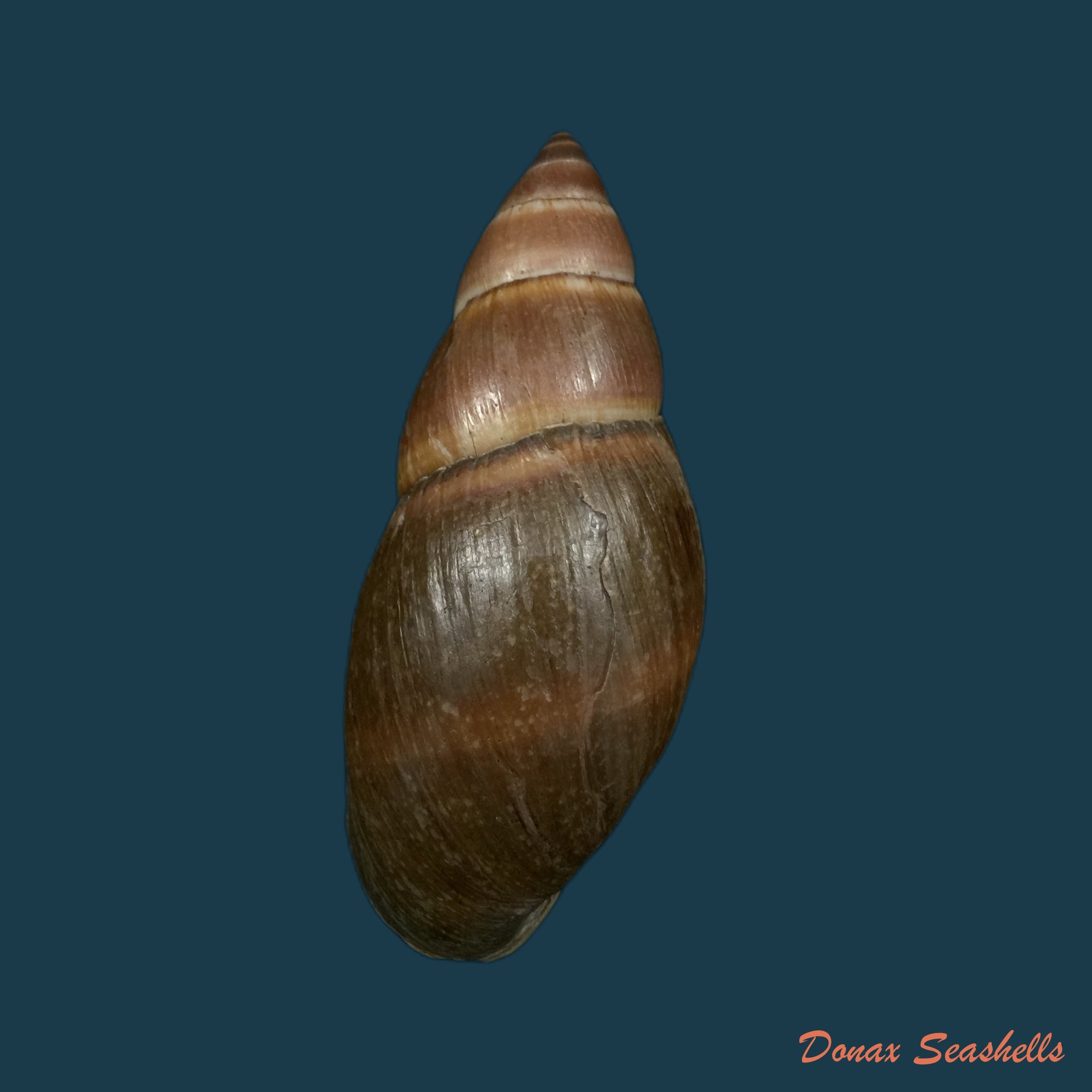 copia-de-thaumastus-bitaeniatus-bifasciatus-philippi-1847-38mm