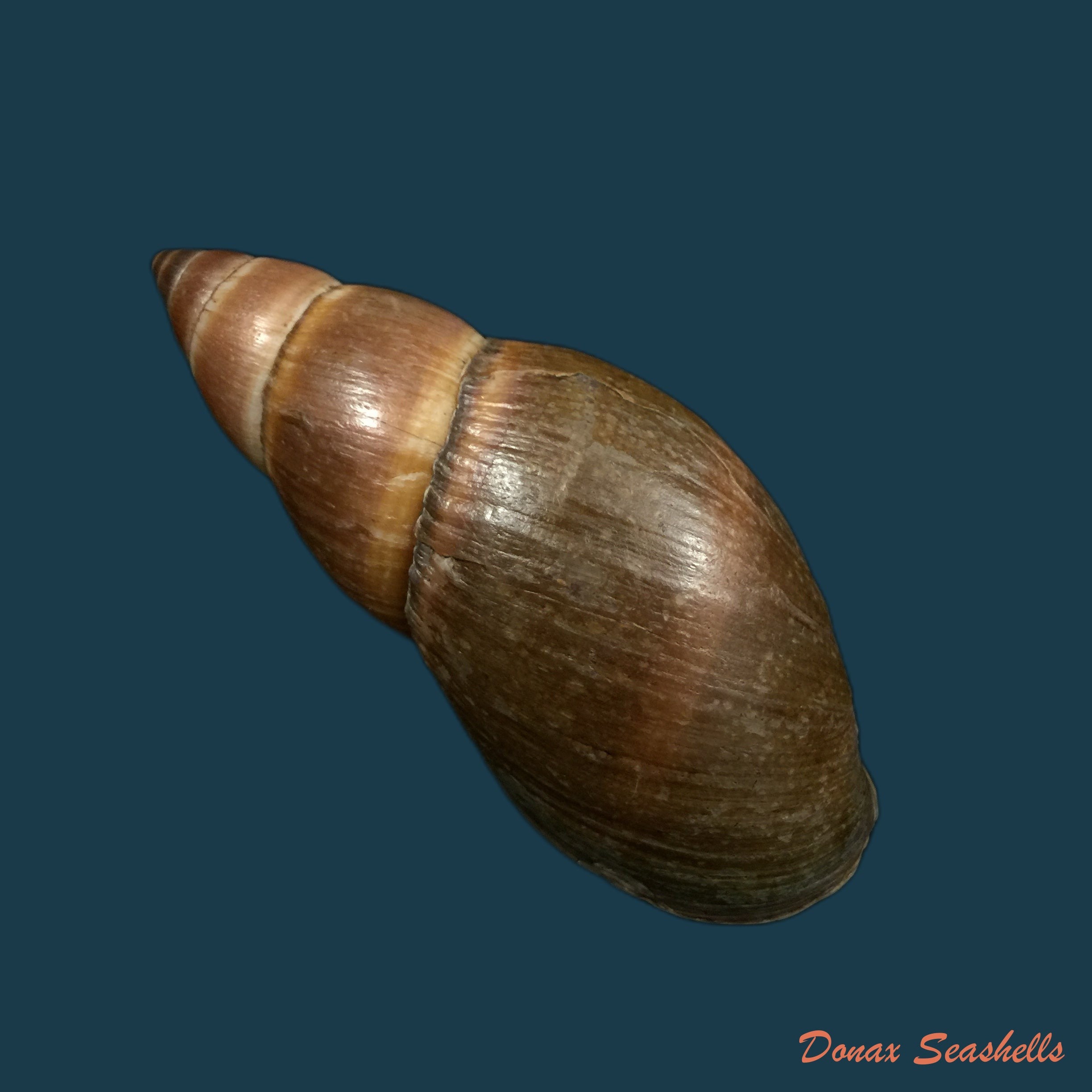 copia-de-thaumastus-bitaeniatus-bifasciatus-philippi-1847-38mm