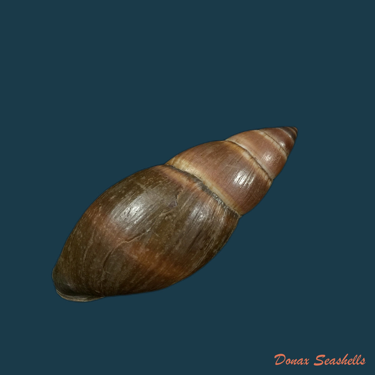 copia-de-thaumastus-bitaeniatus-bifasciatus-philippi-1847-38mm