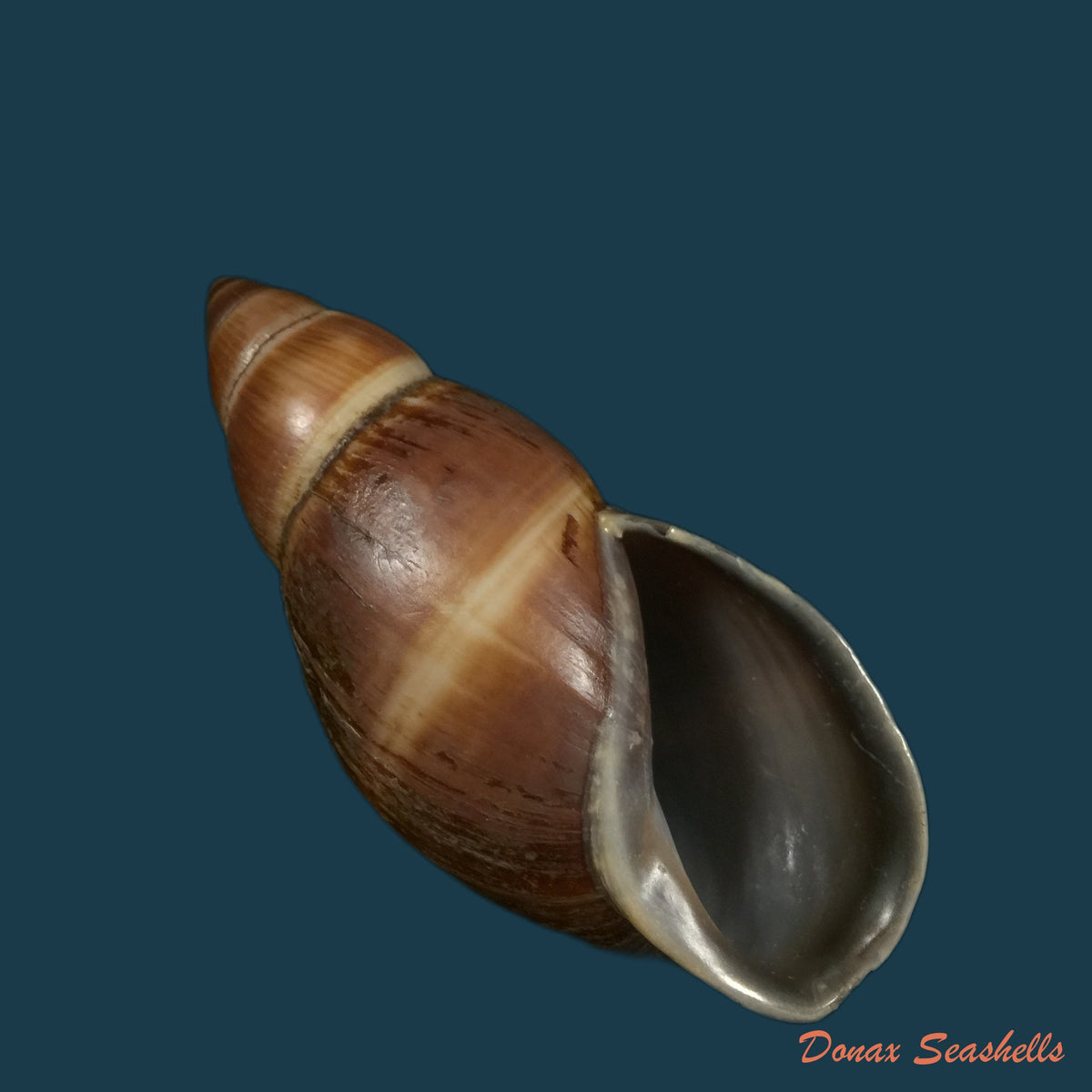 copia-de-thaumastus-bitaeniatus-bifasciatus-philippi-1847-38mm