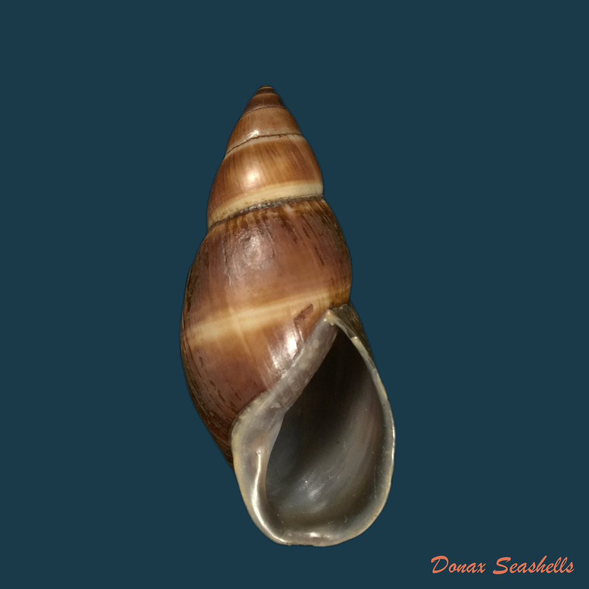 copia-de-thaumastus-bitaeniatus-bifasciatus-philippi-1847-38mm
